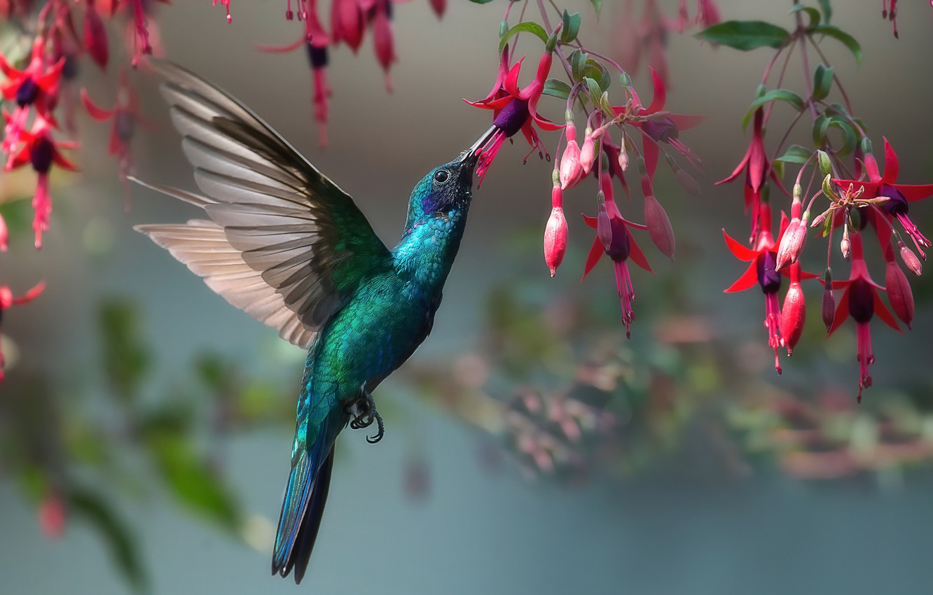 Hummingbird Wallpapers