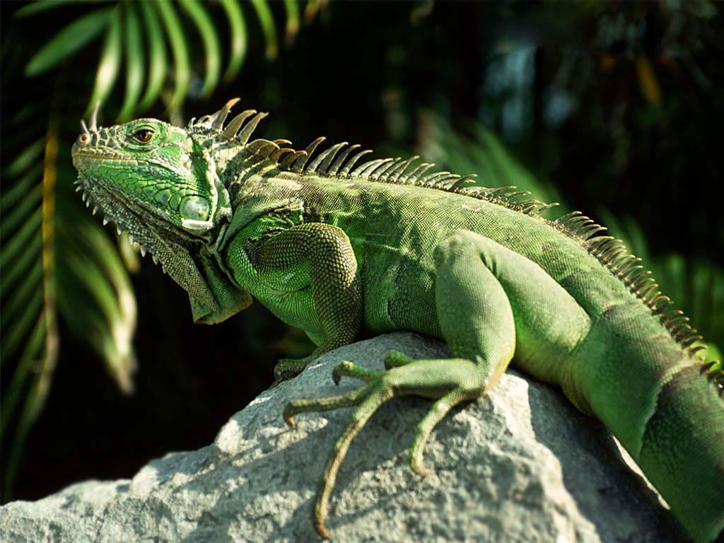 Iguana Wallpapers