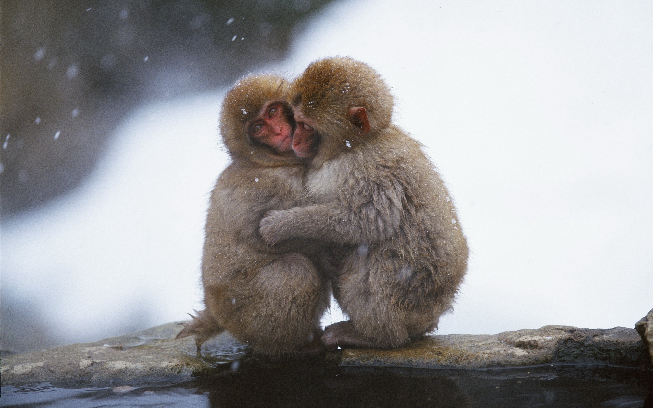 Japanese Macaque Wallpapers