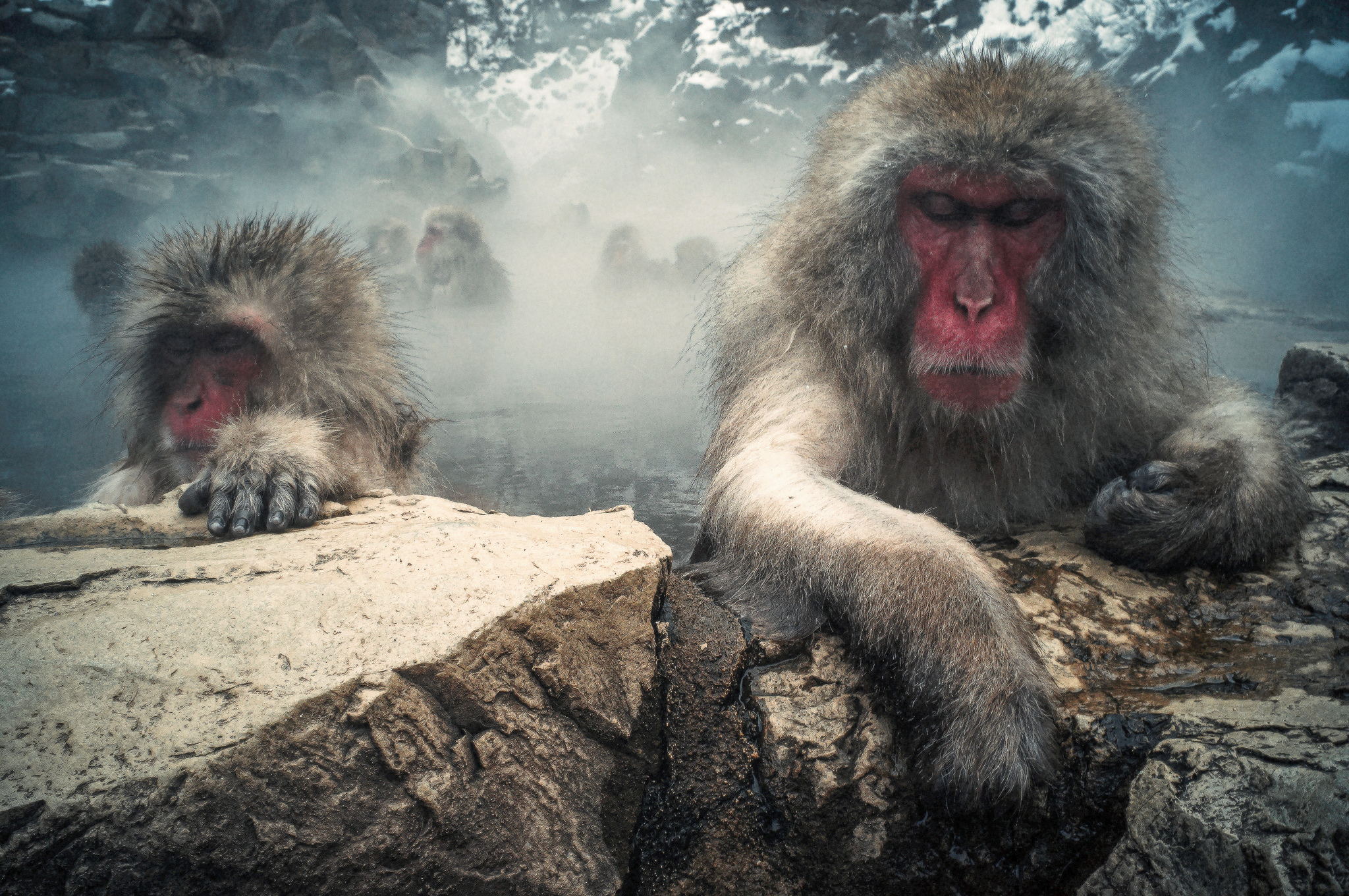 Japanese Macaque Wallpapers