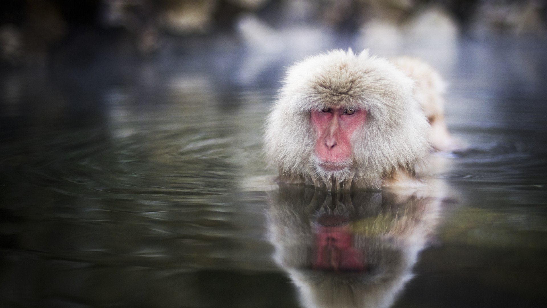 Japanese Macaque Wallpapers