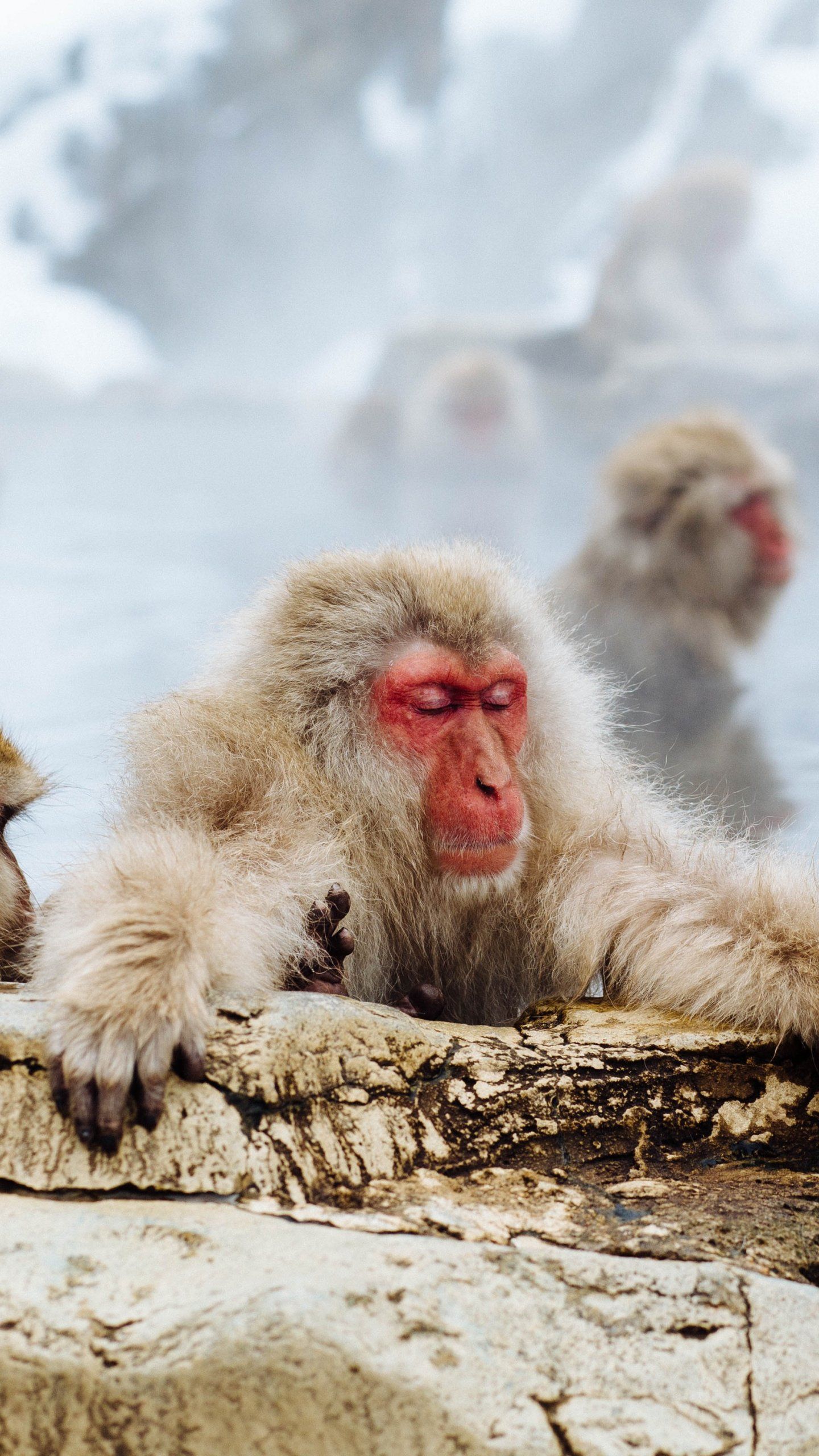 Japanese Macaque Wallpapers