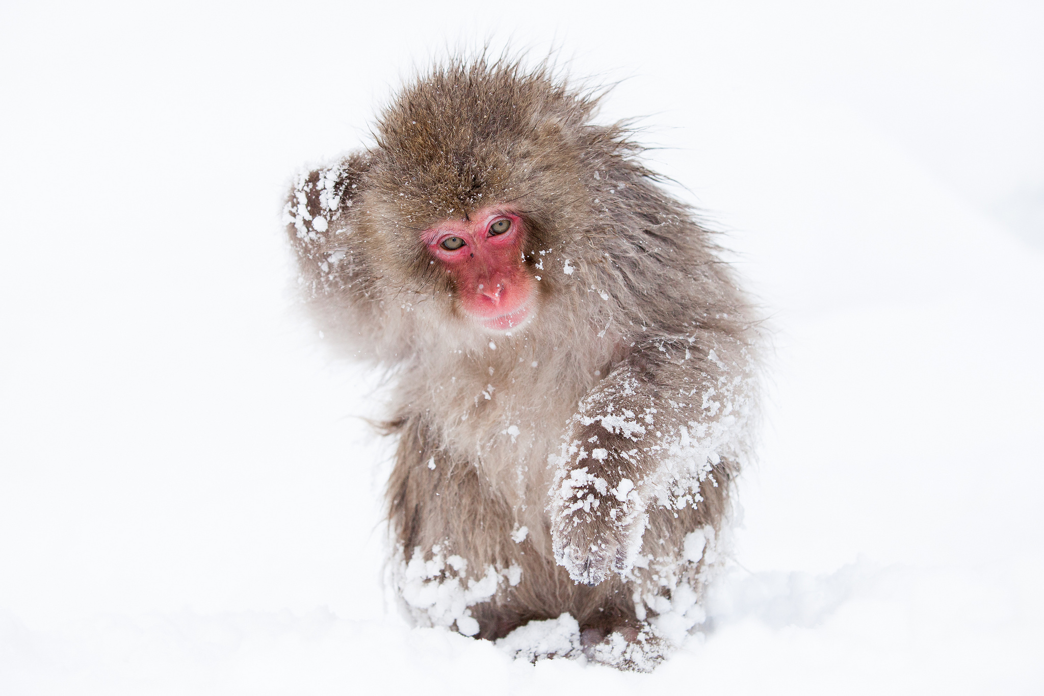 Japanese Macaque Wallpapers