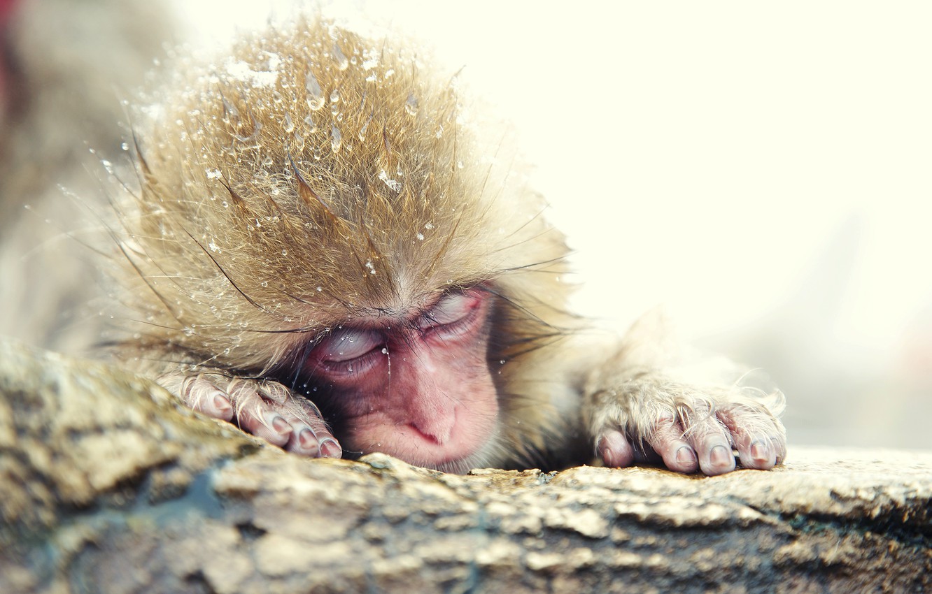 Japanese Macaque Wallpapers