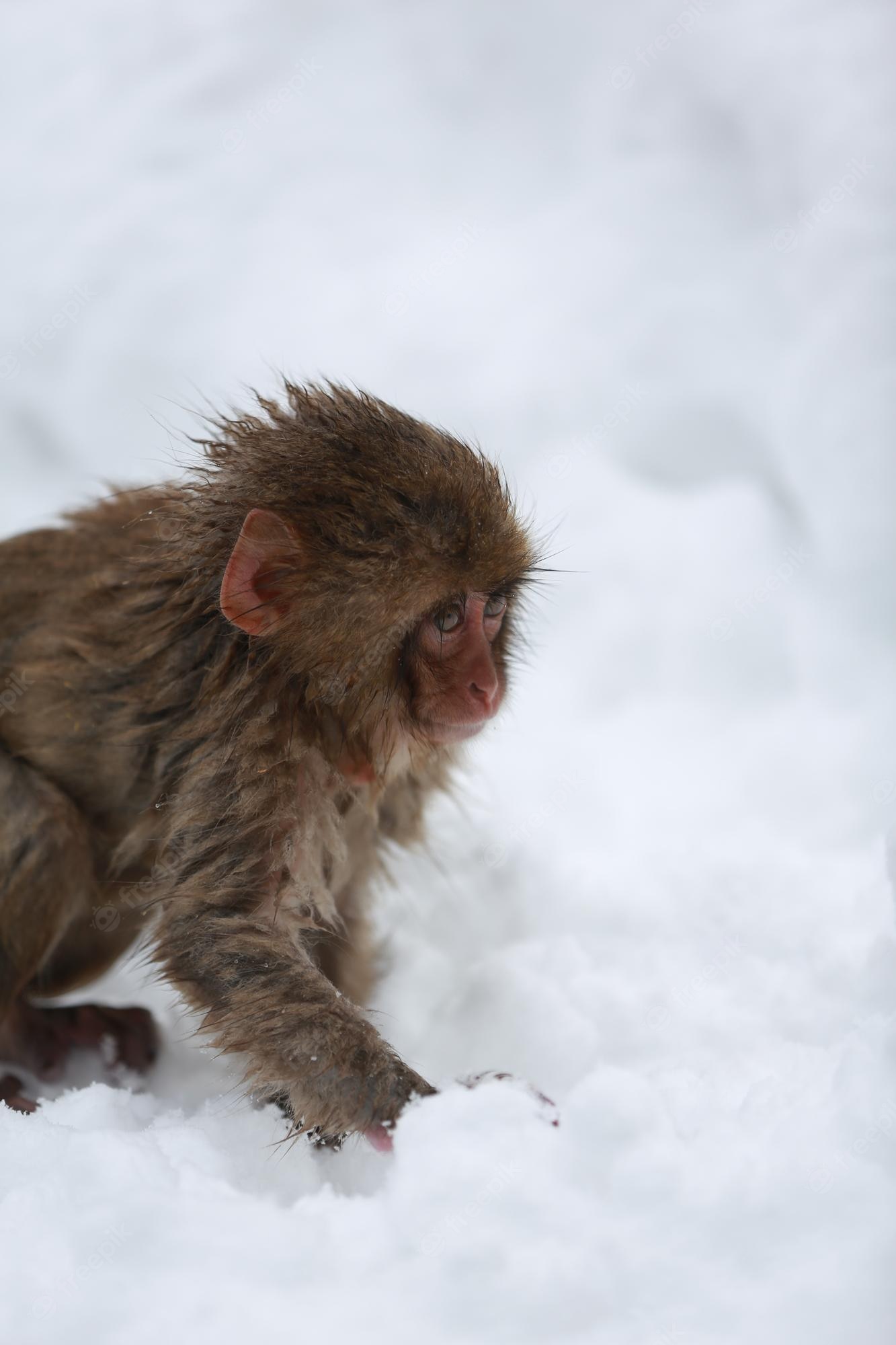 Japanese Macaque Wallpapers