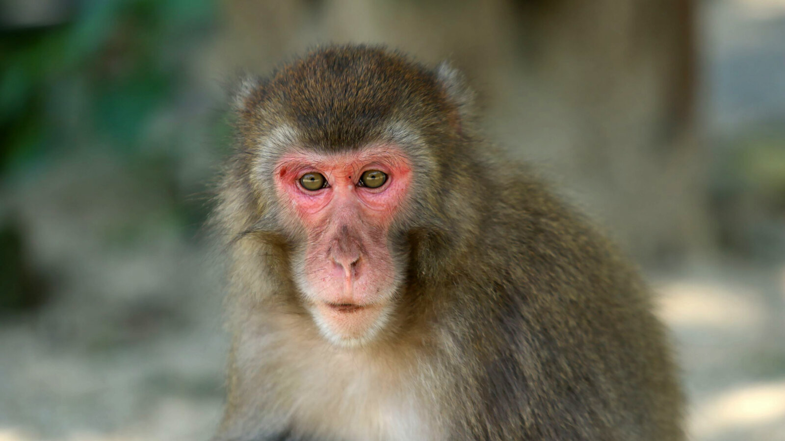 Japanese Macaque Wallpapers