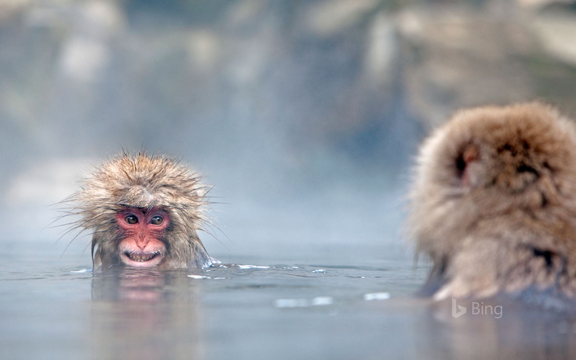 Japanese Macaque Wallpapers