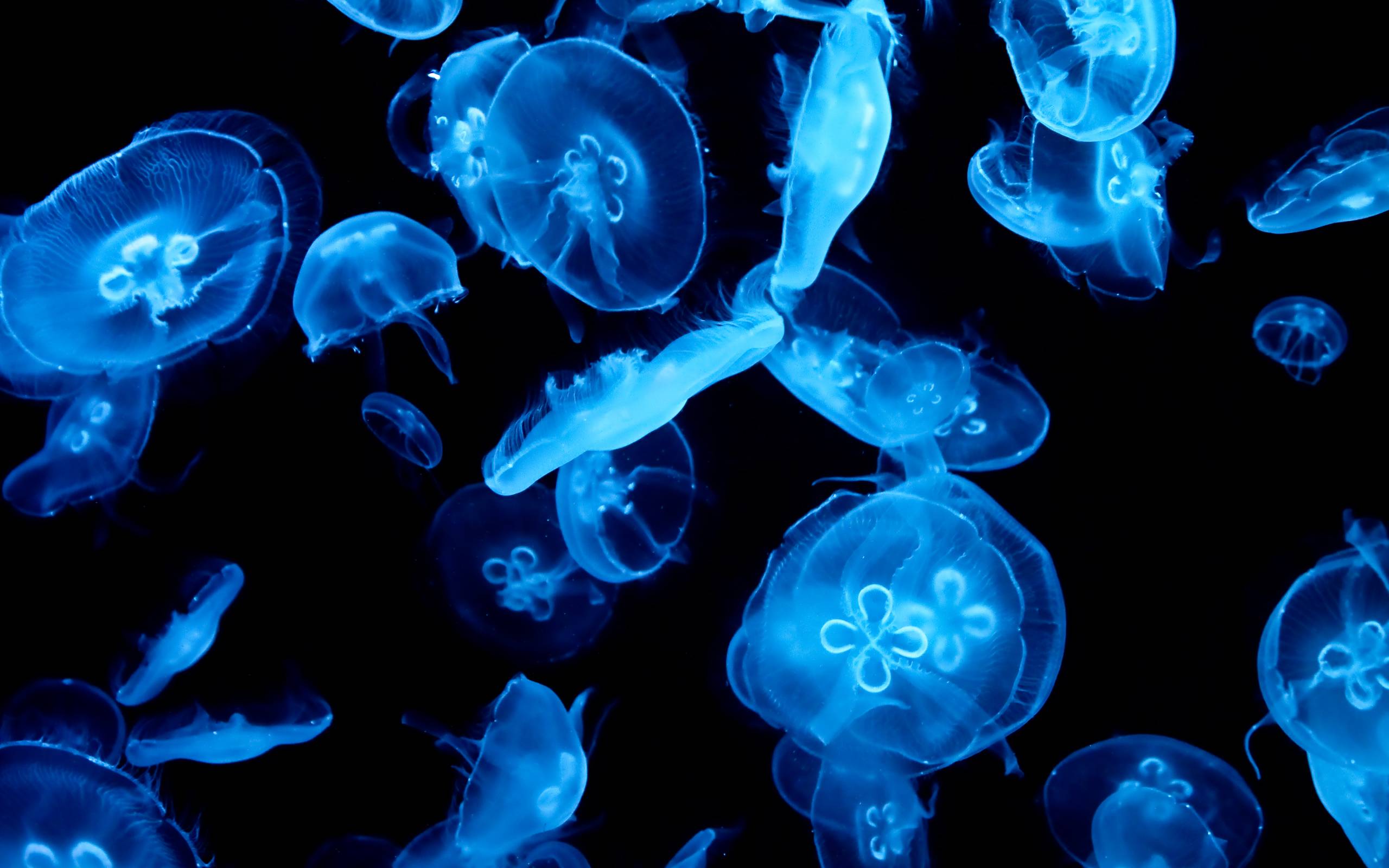 Jellyfish Wallpapers