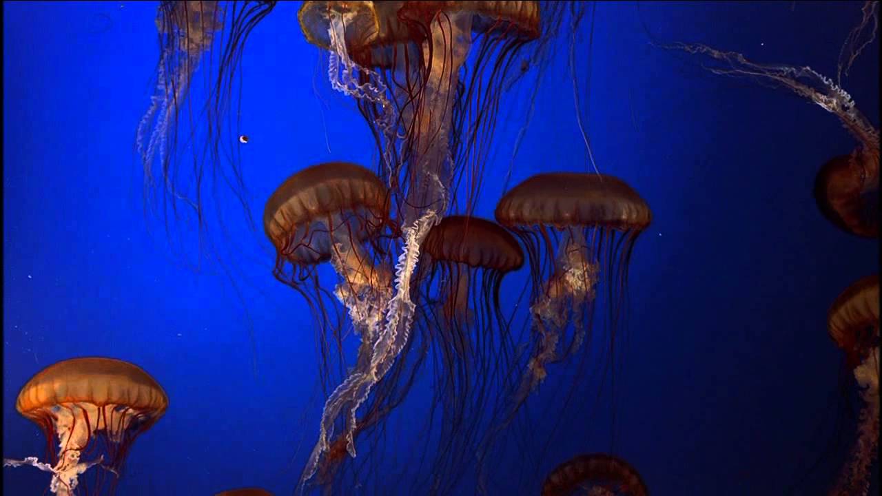 Jellyfish Wallpapers