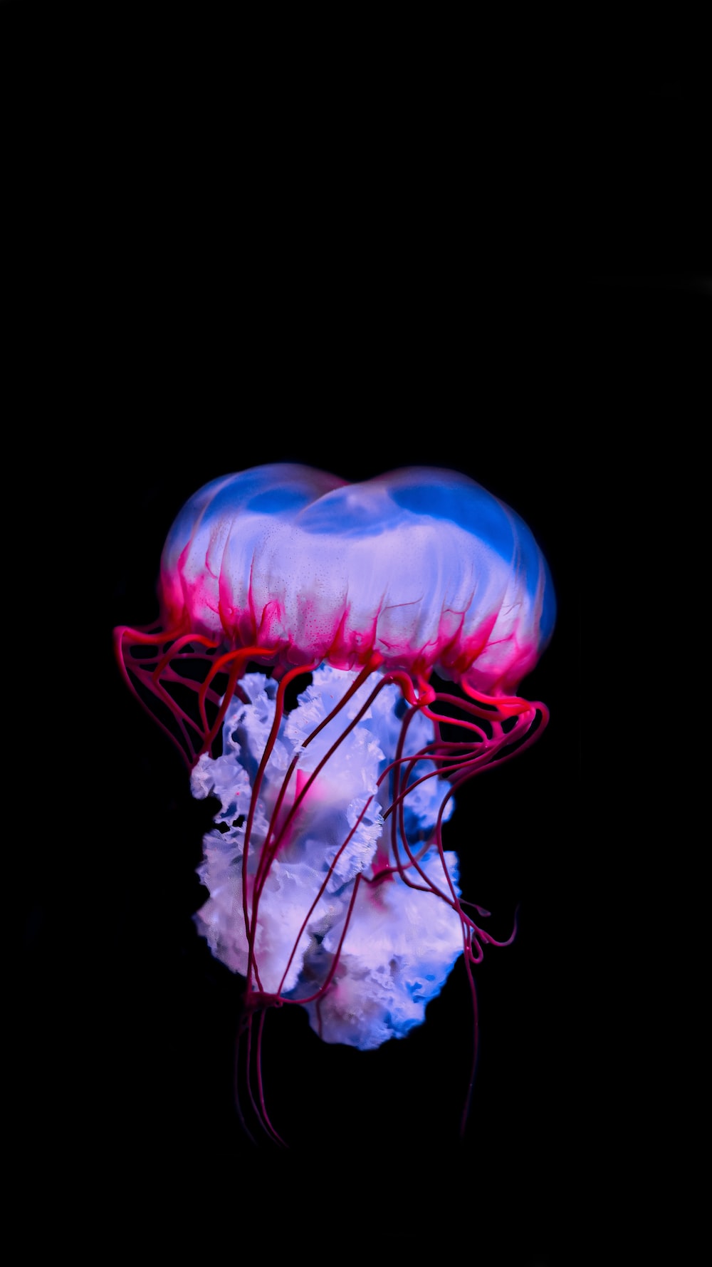 Jellyfish Wallpapers