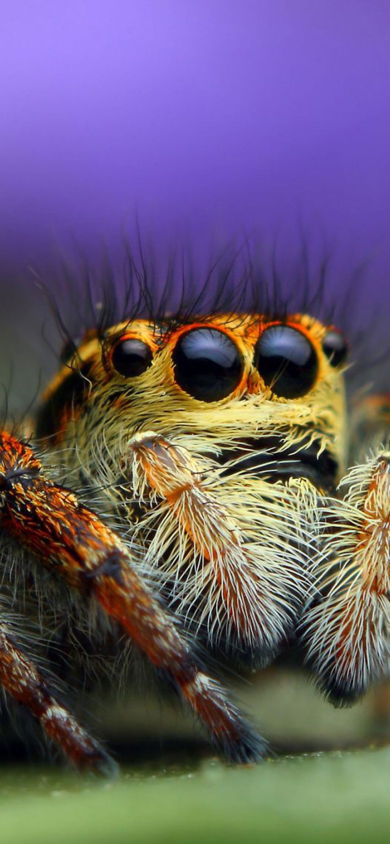 Jumping Spider Wallpapers