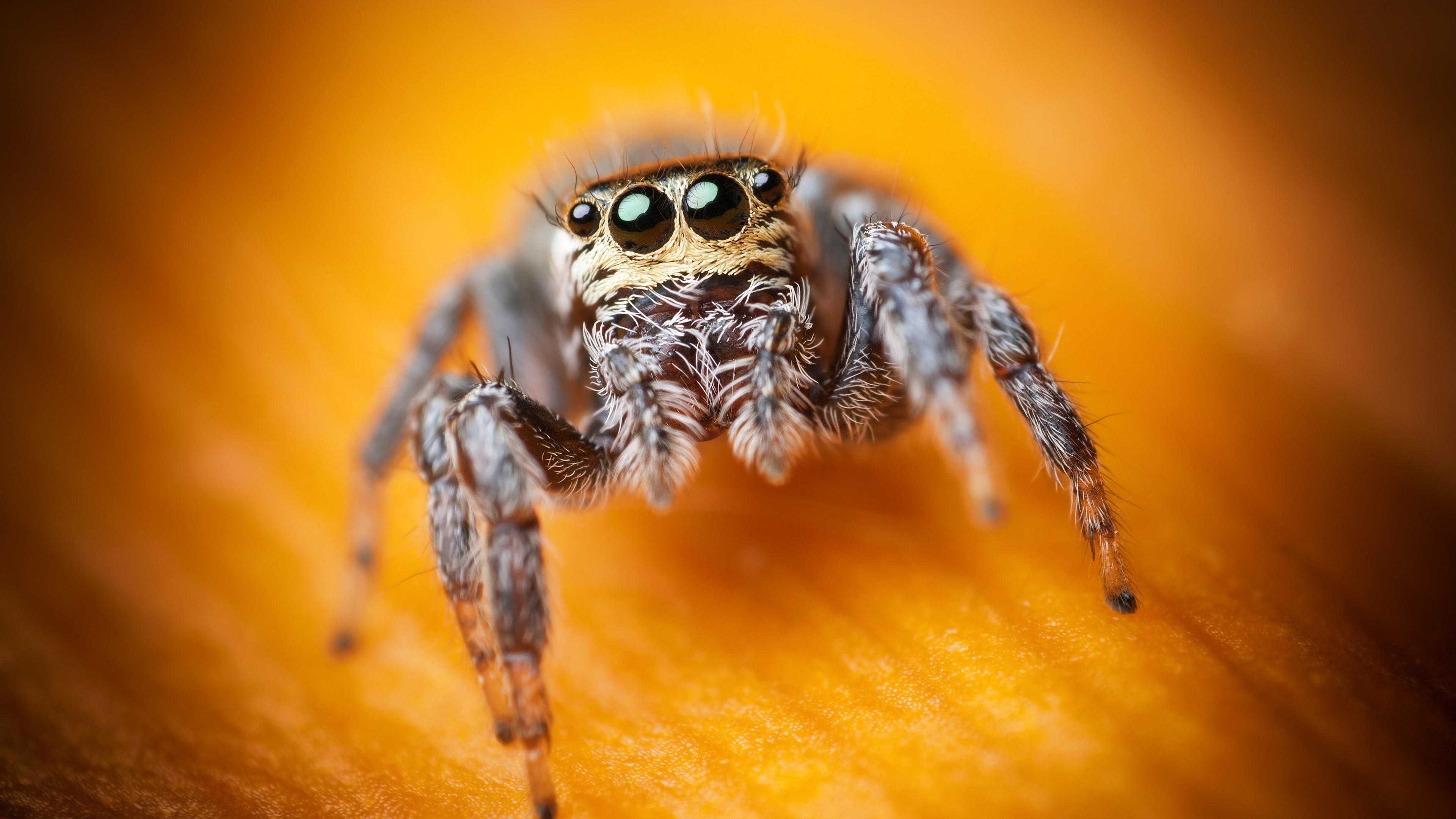 Jumping Spider Wallpapers