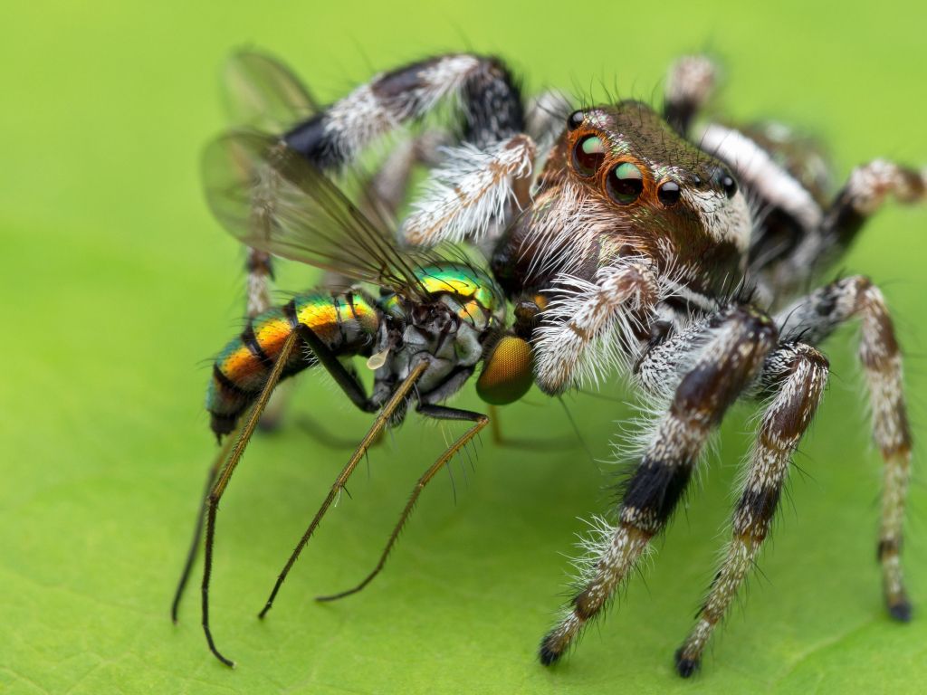 Jumping Spider Wallpapers