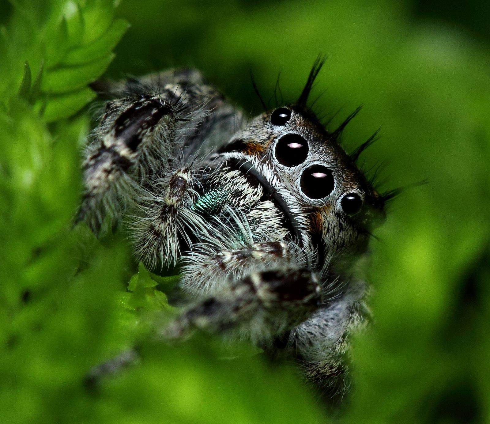 Jumping Spider Wallpapers