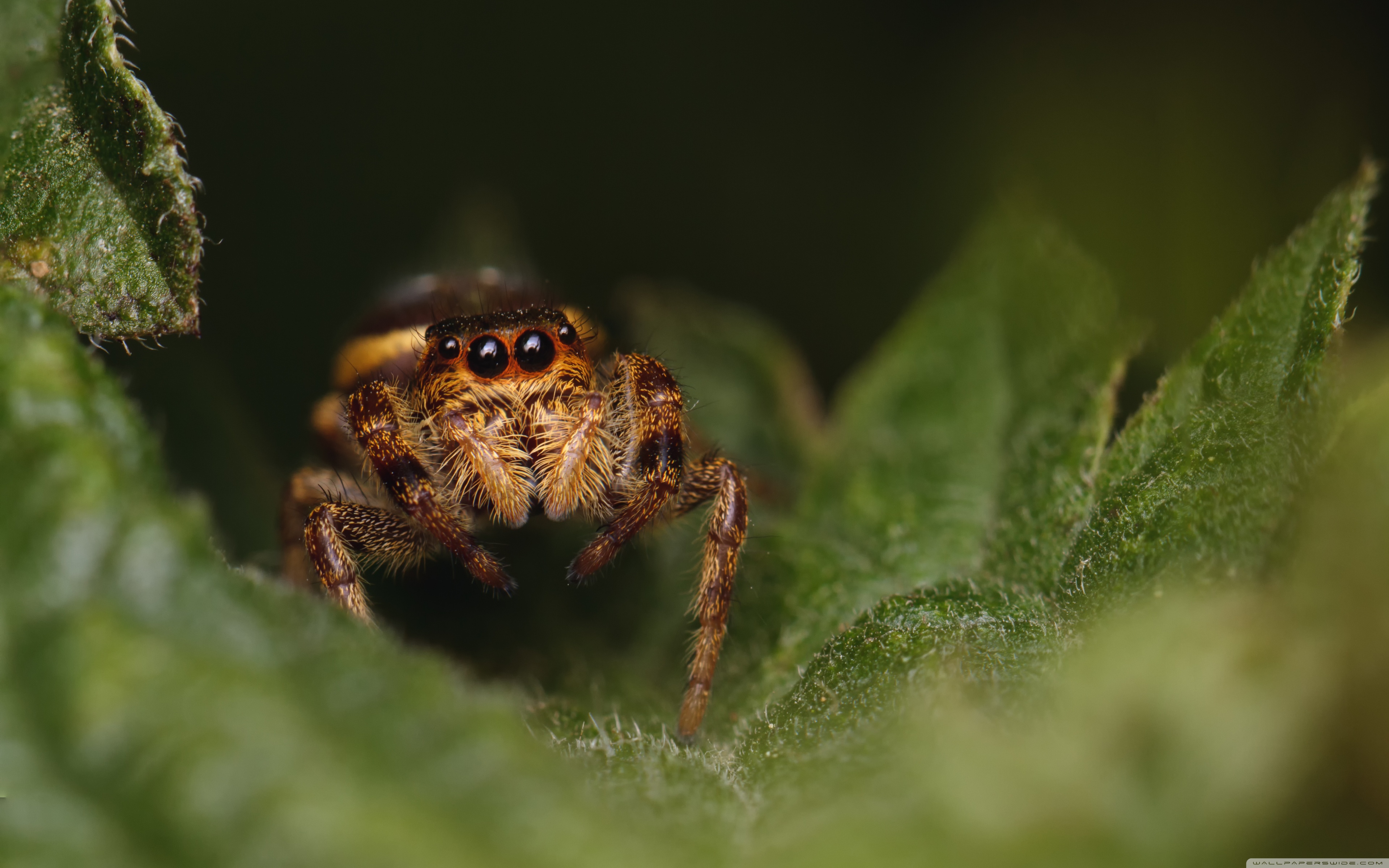 Jumping Spider Wallpapers