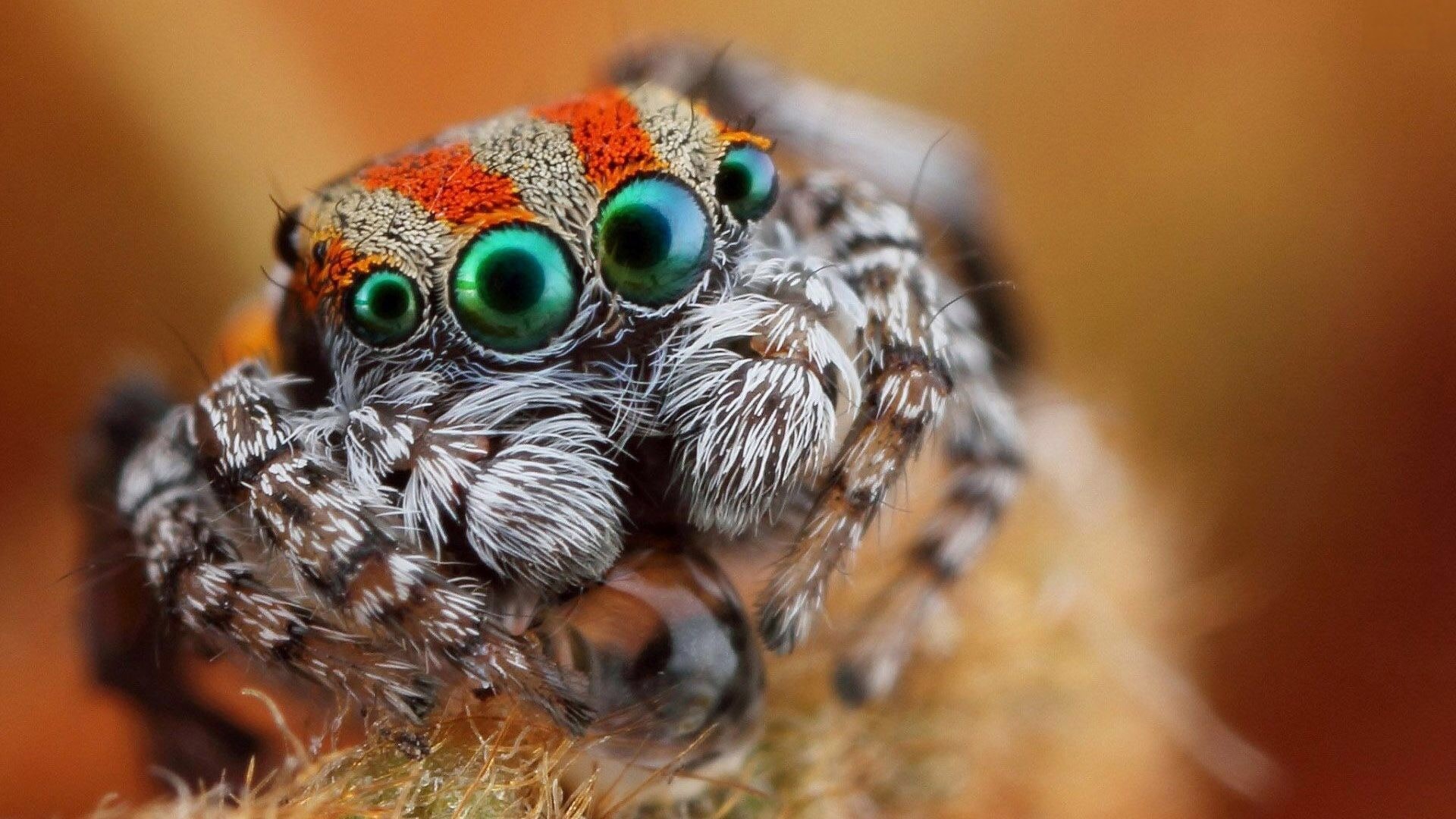 Jumping Spider Wallpapers