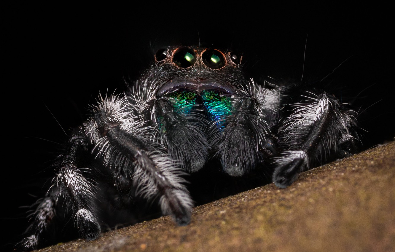 Jumping Spider Wallpapers