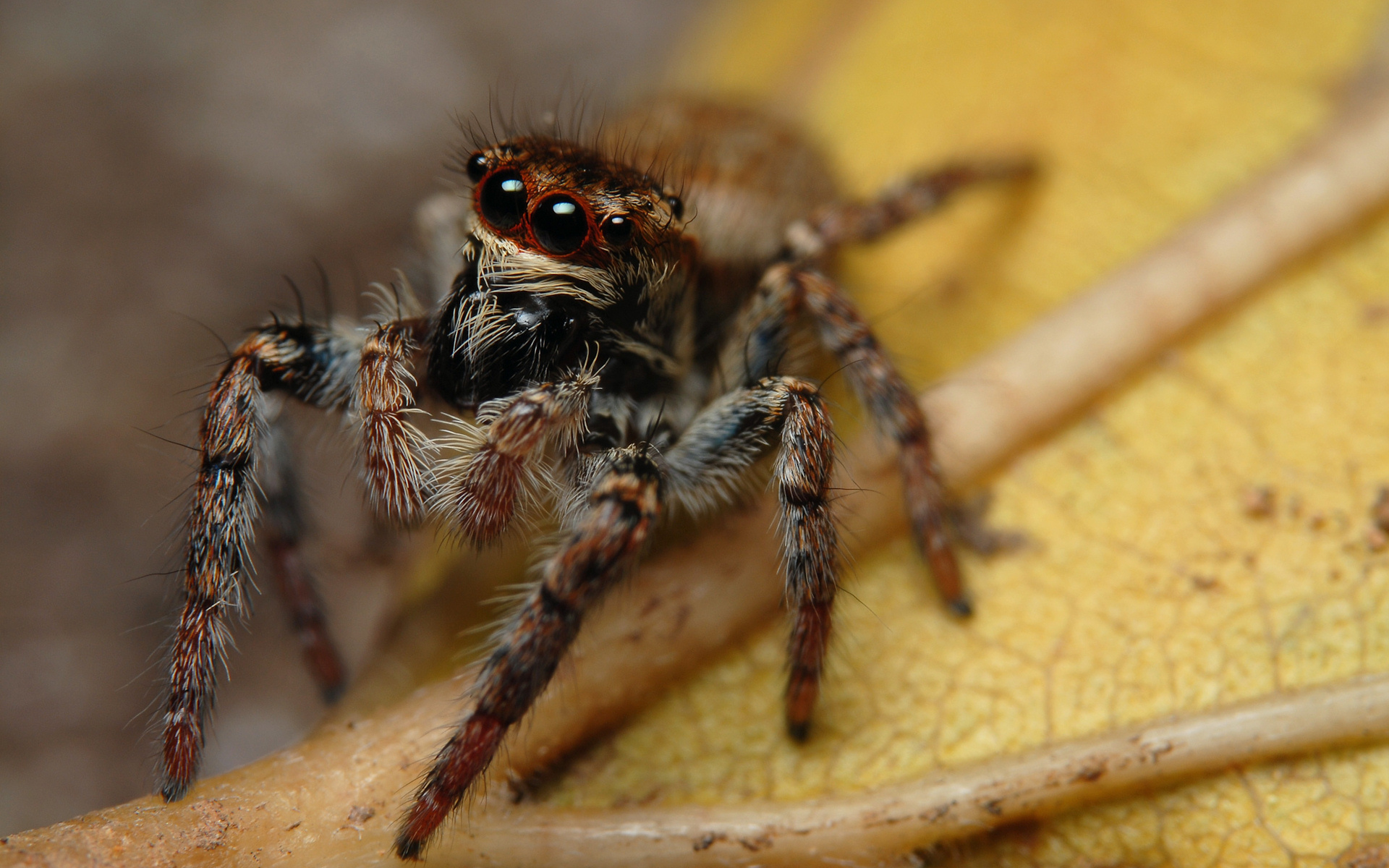 Jumping Spider Wallpapers