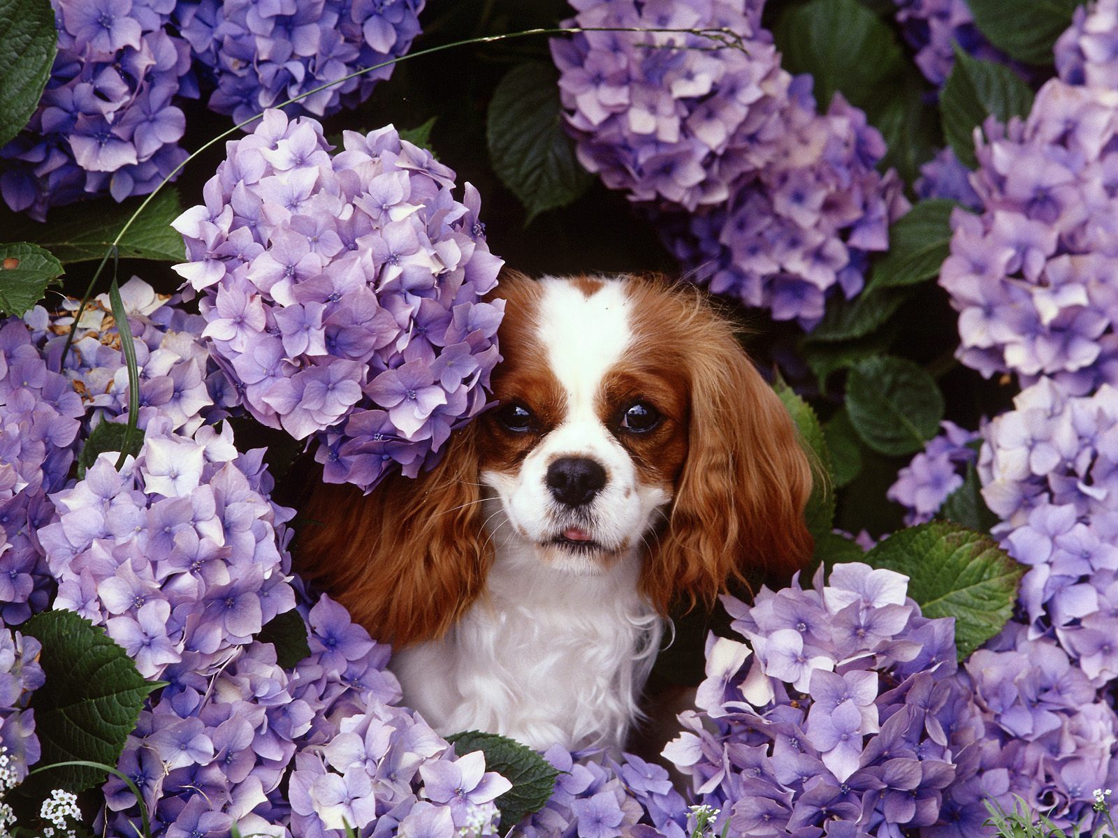 King Charles Spaniel Wallpapers