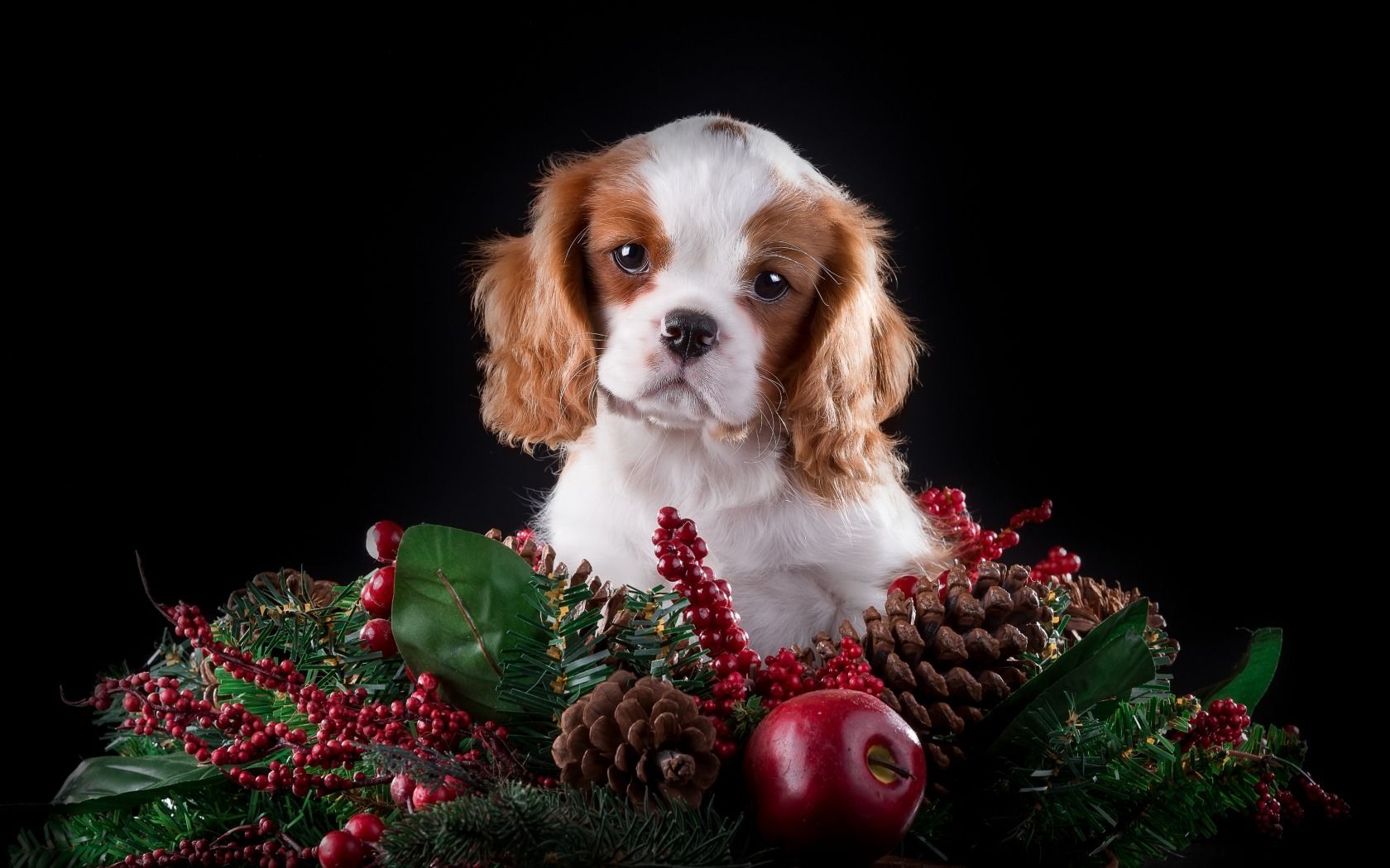 King Charles Spaniel Wallpapers