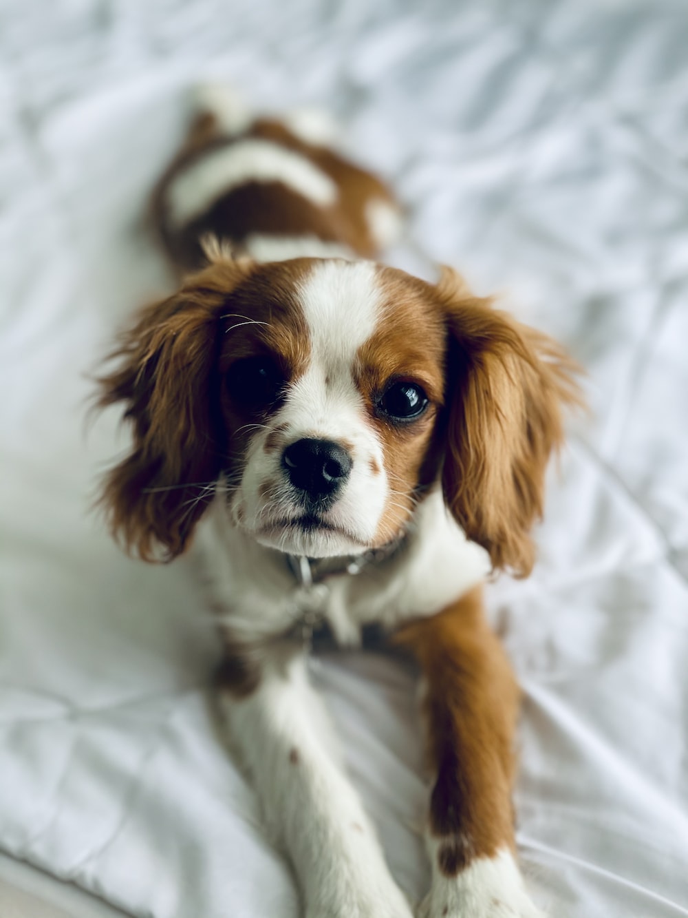 King Charles Spaniel Wallpapers