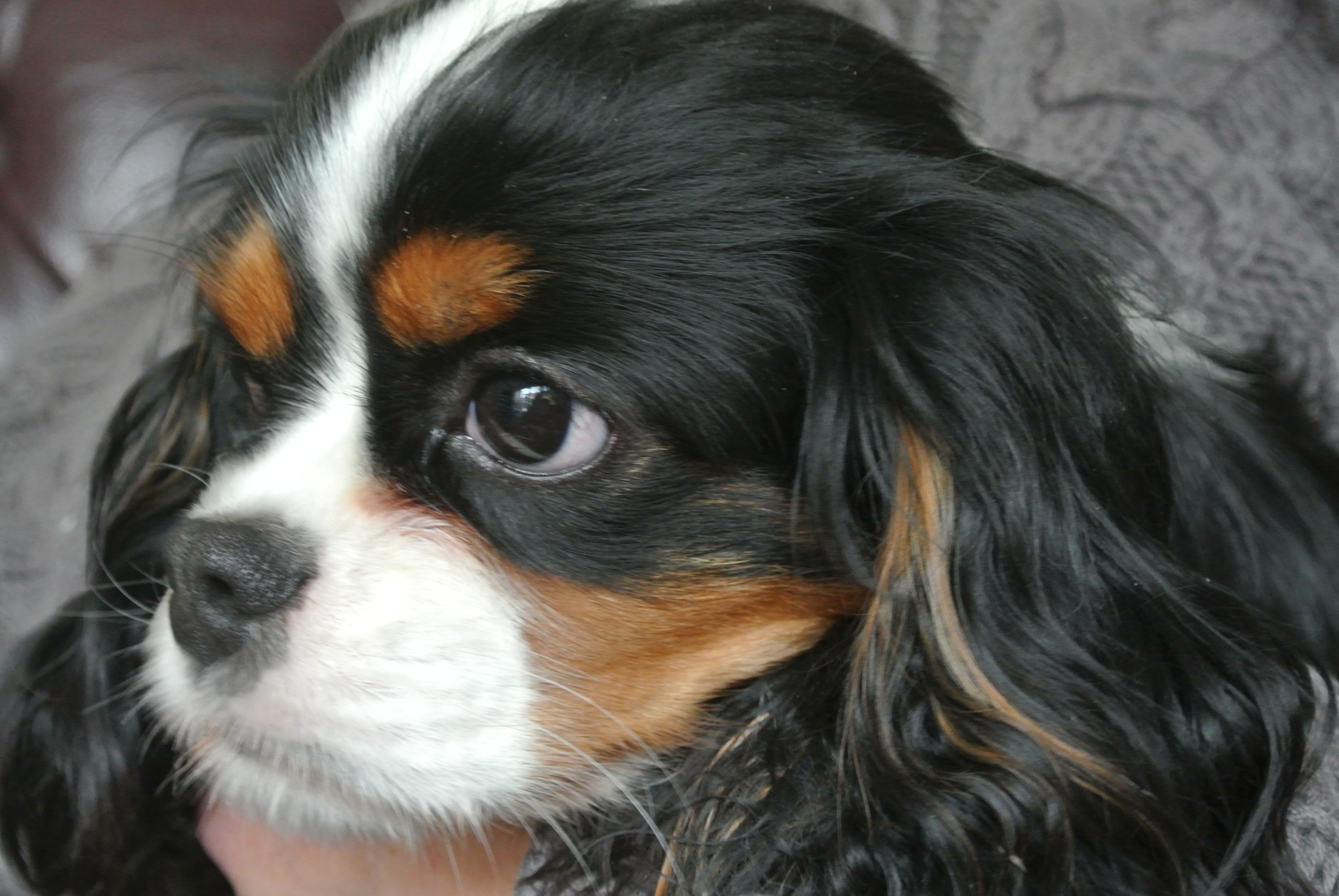 King Charles Spaniel Wallpapers