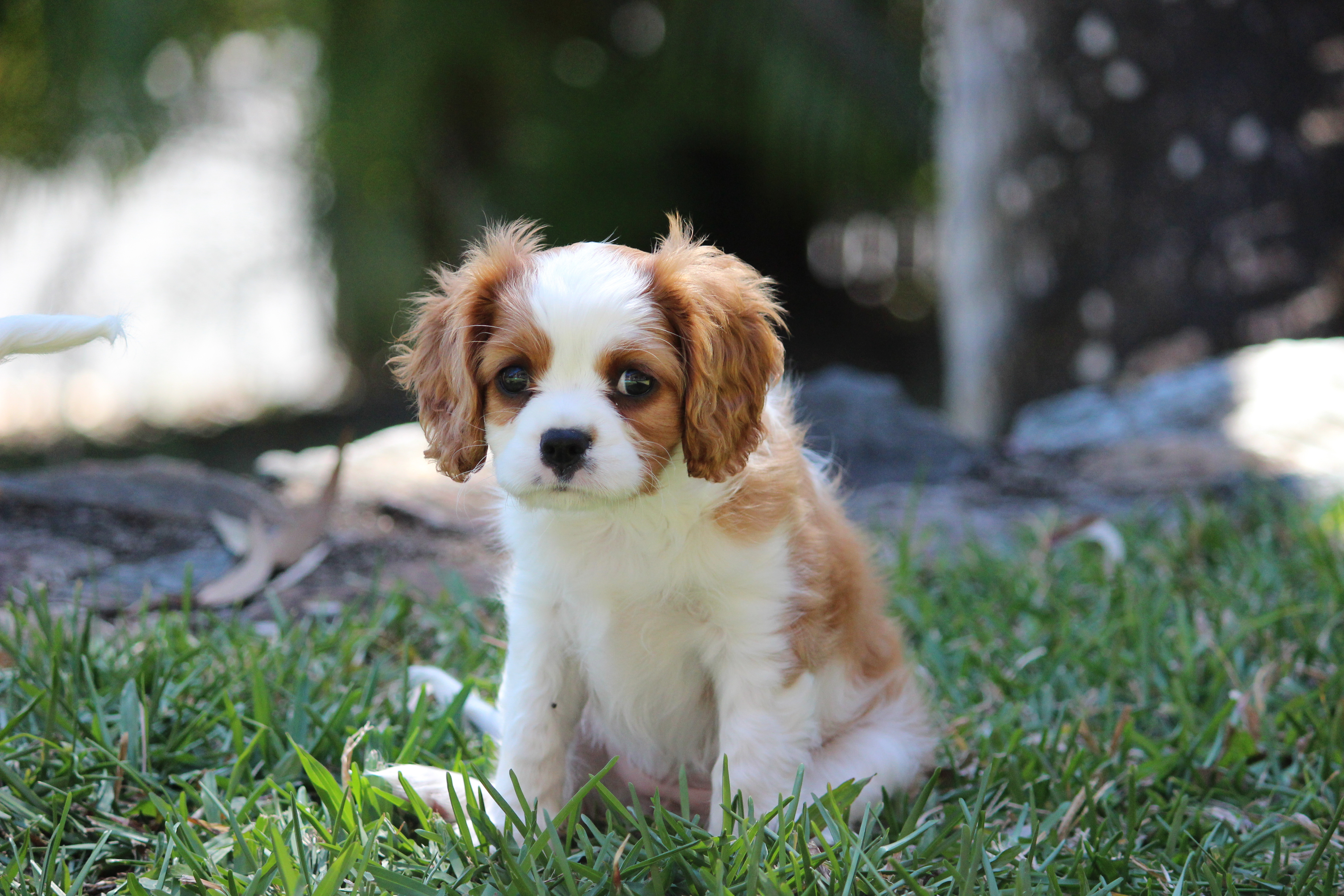 King Charles Spaniel Wallpapers