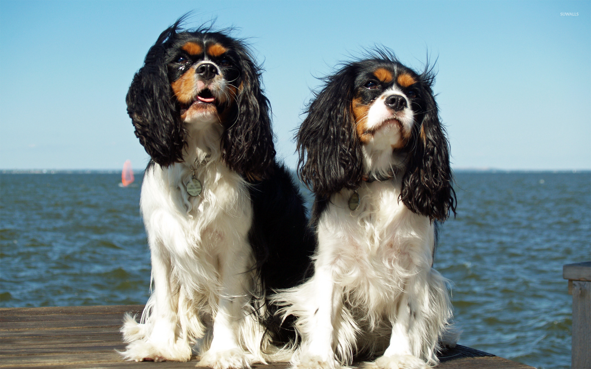 King Charles Spaniel Wallpapers