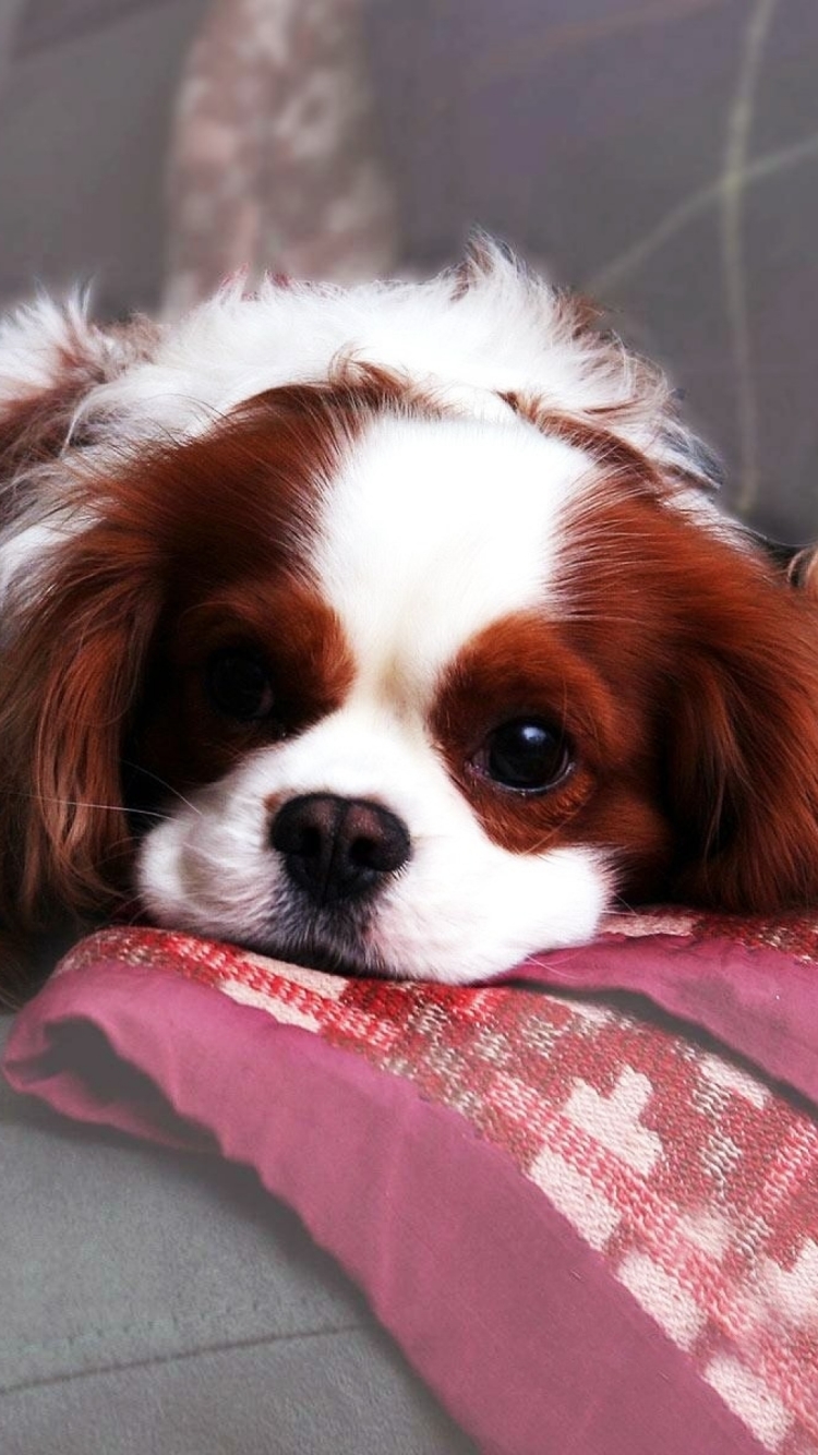 King Charles Spaniel Wallpapers