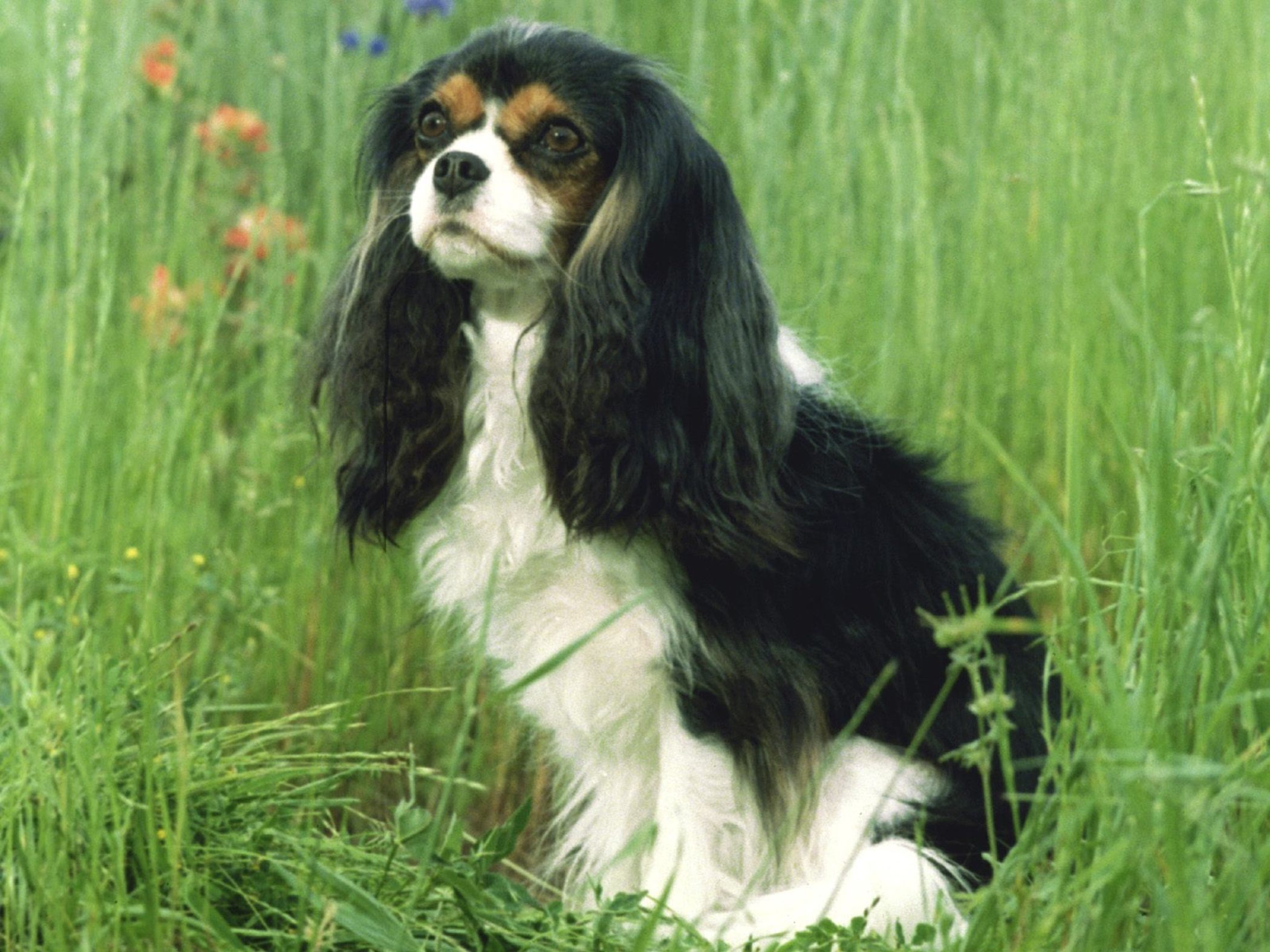 King Charles Spaniel Wallpapers