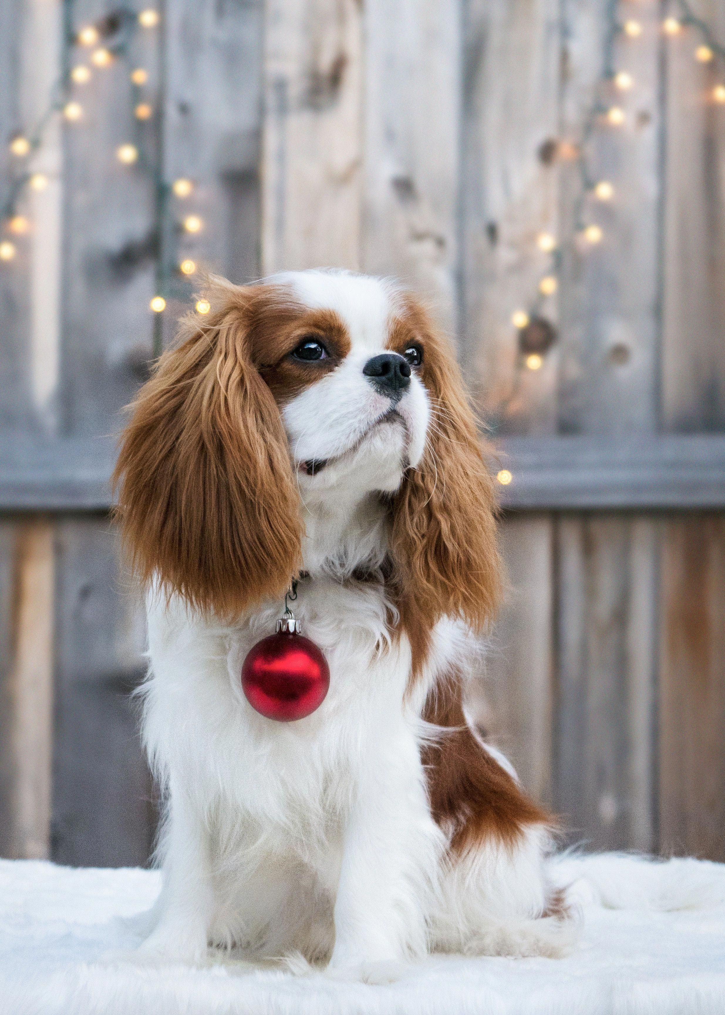 King Charles Spaniel Wallpapers