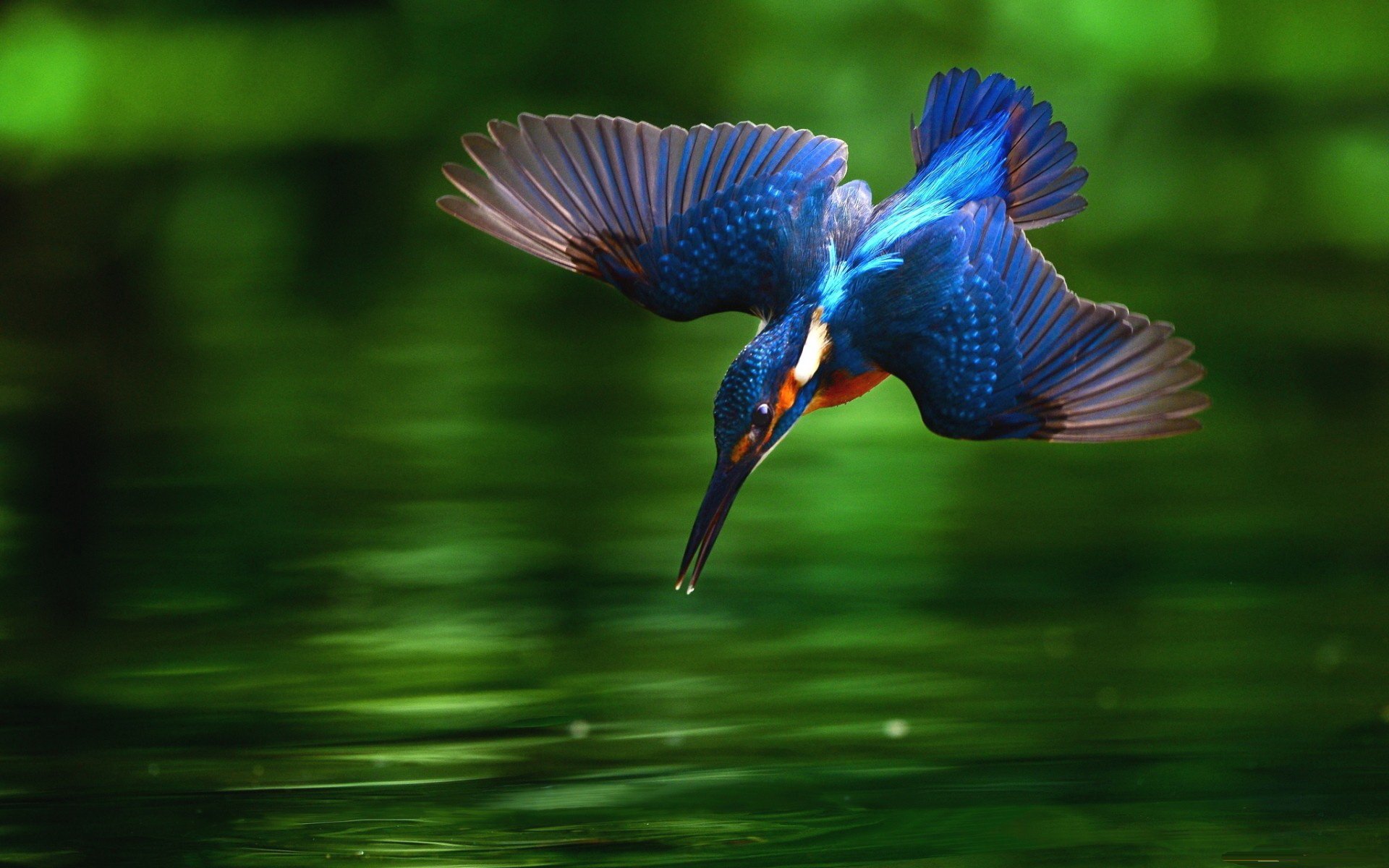 Kingfisher Wallpapers