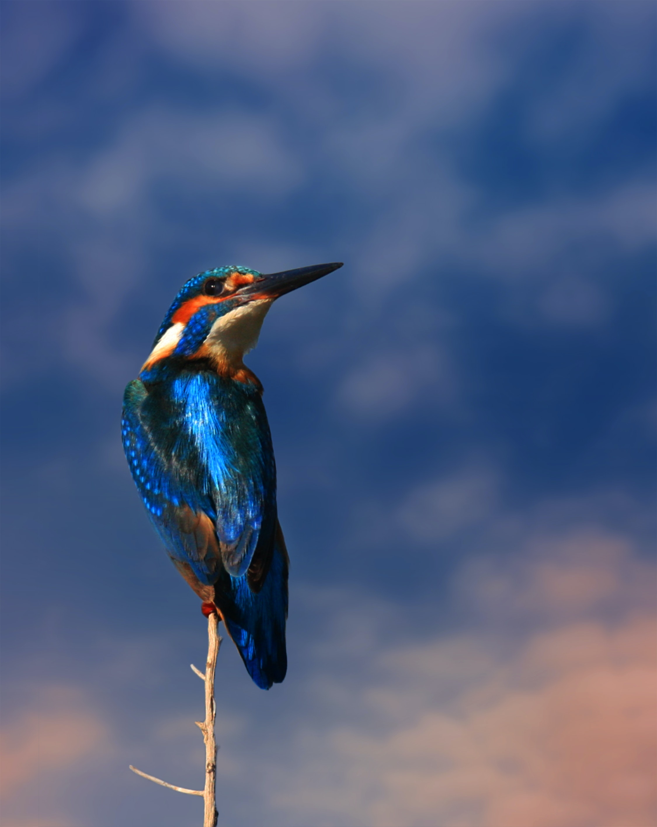 Kingfisher Wallpapers