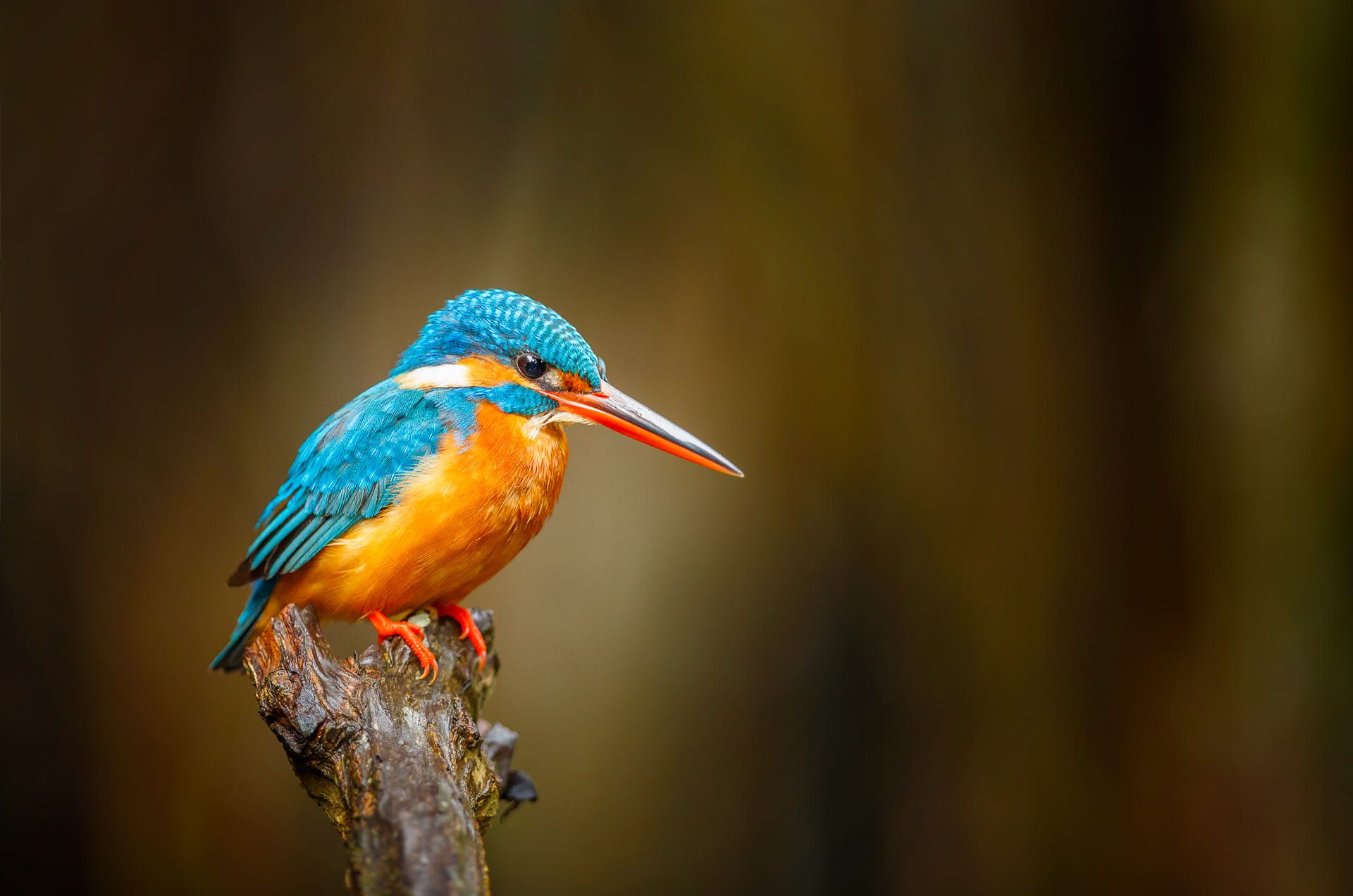 Kingfisher Wallpapers