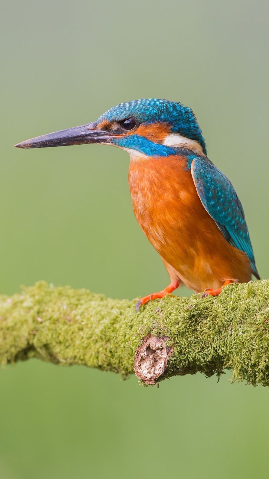 Kingfisher Wallpapers