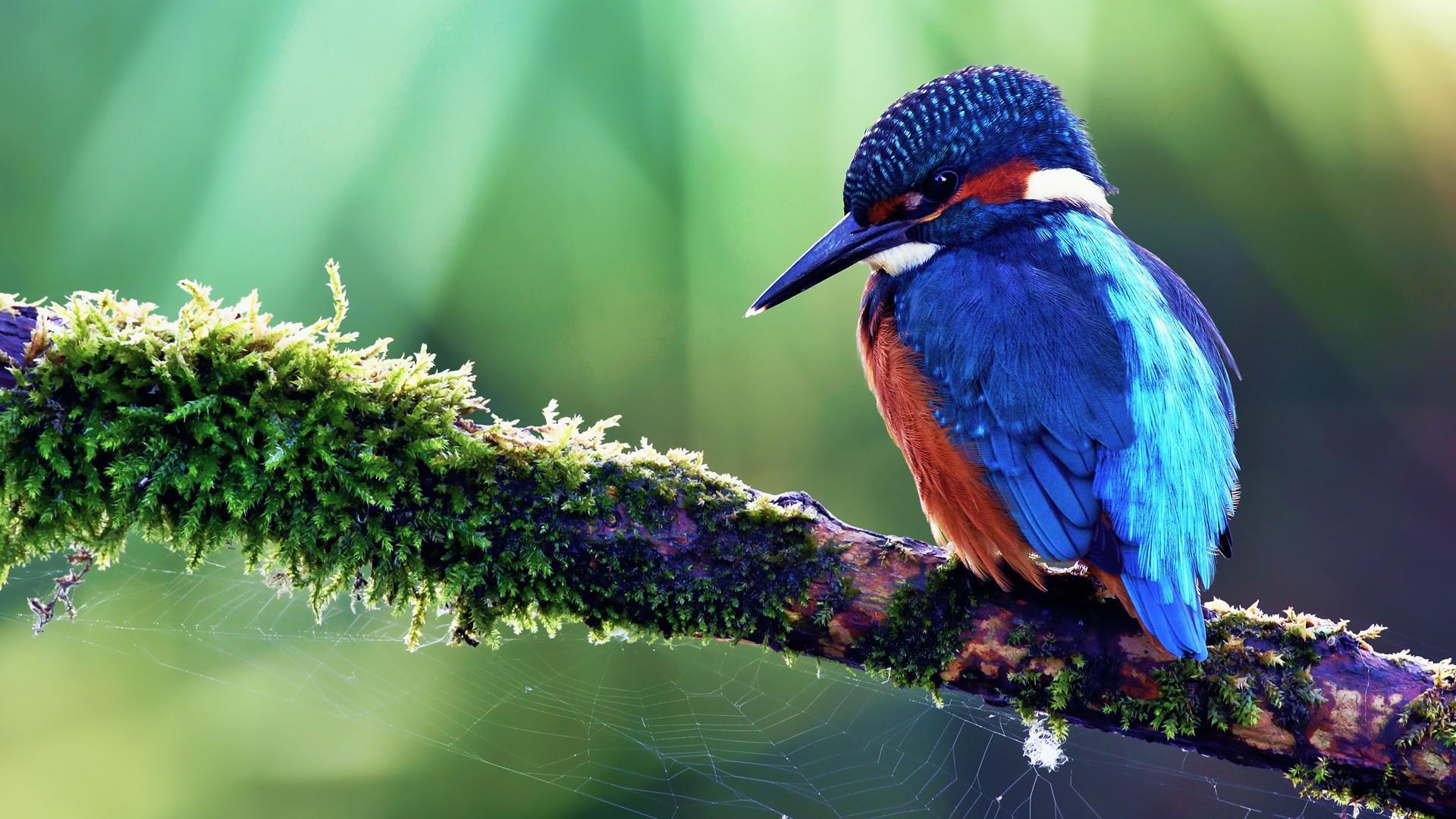 Kingfisher Wallpapers