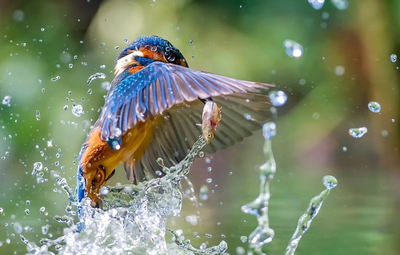 Kingfisher Wallpapers