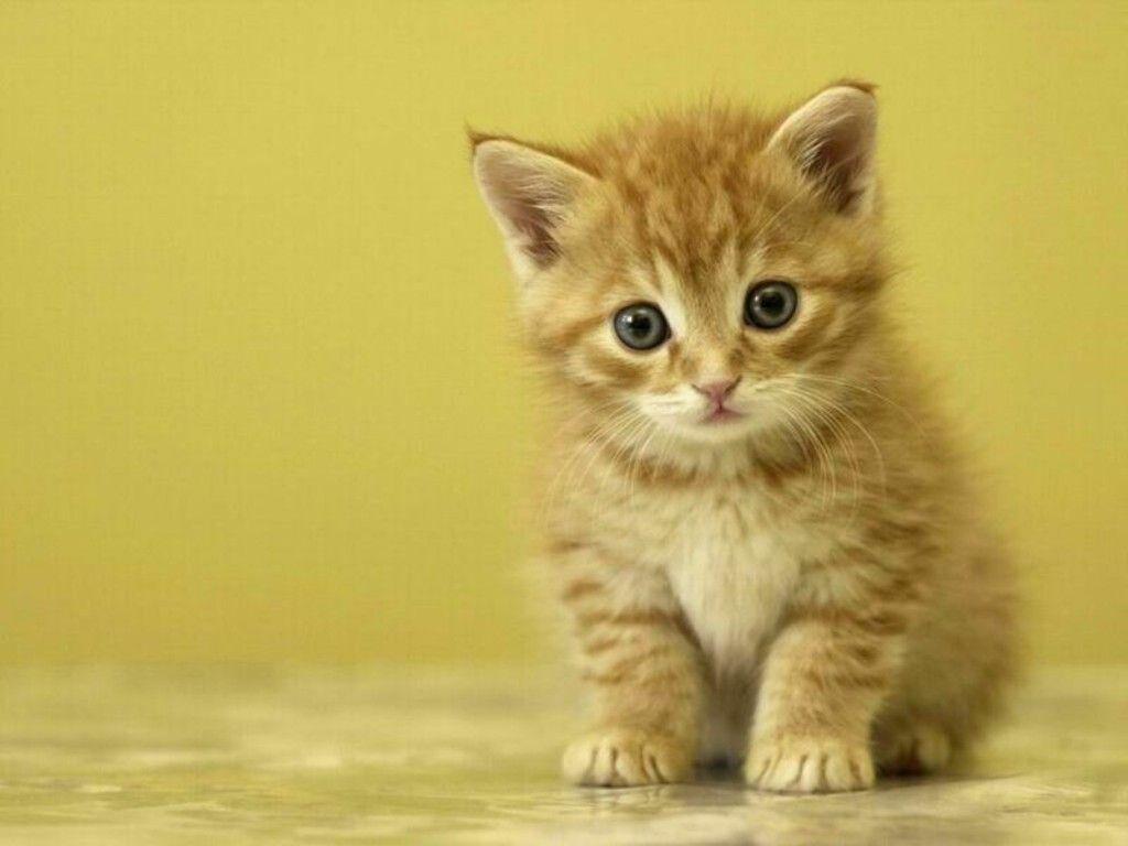 Kittens Wallpapers