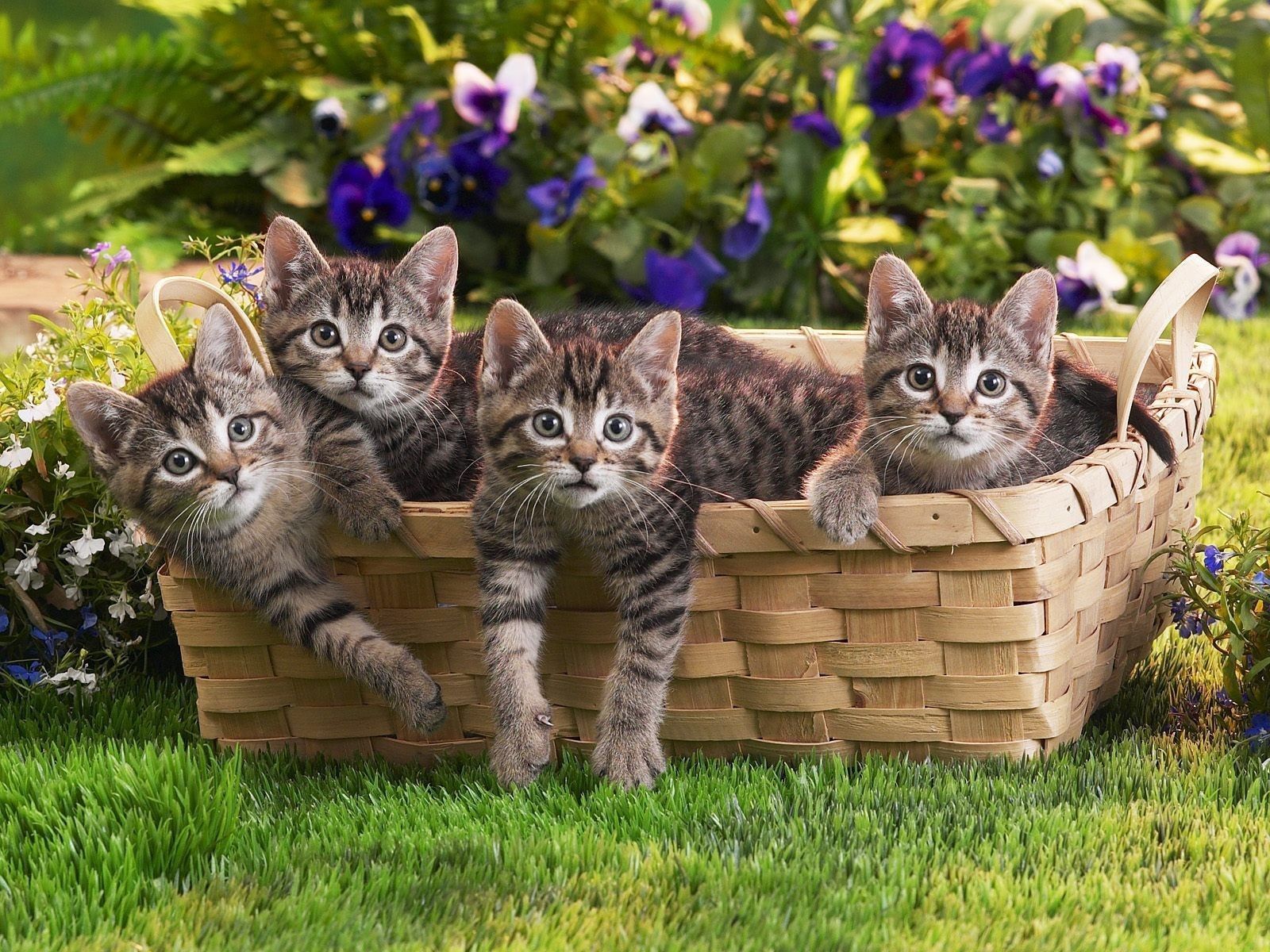 Kittens Wallpapers