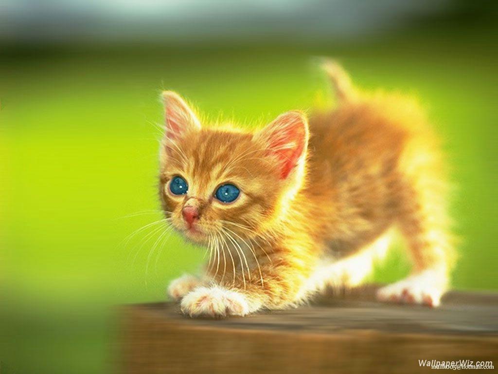 Kittens Wallpapers