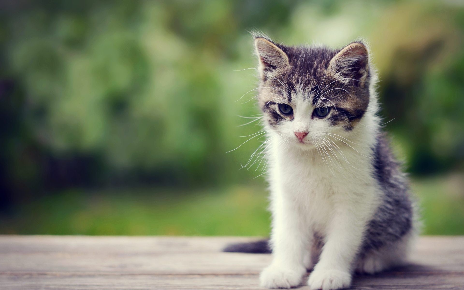 Kittens Wallpapers