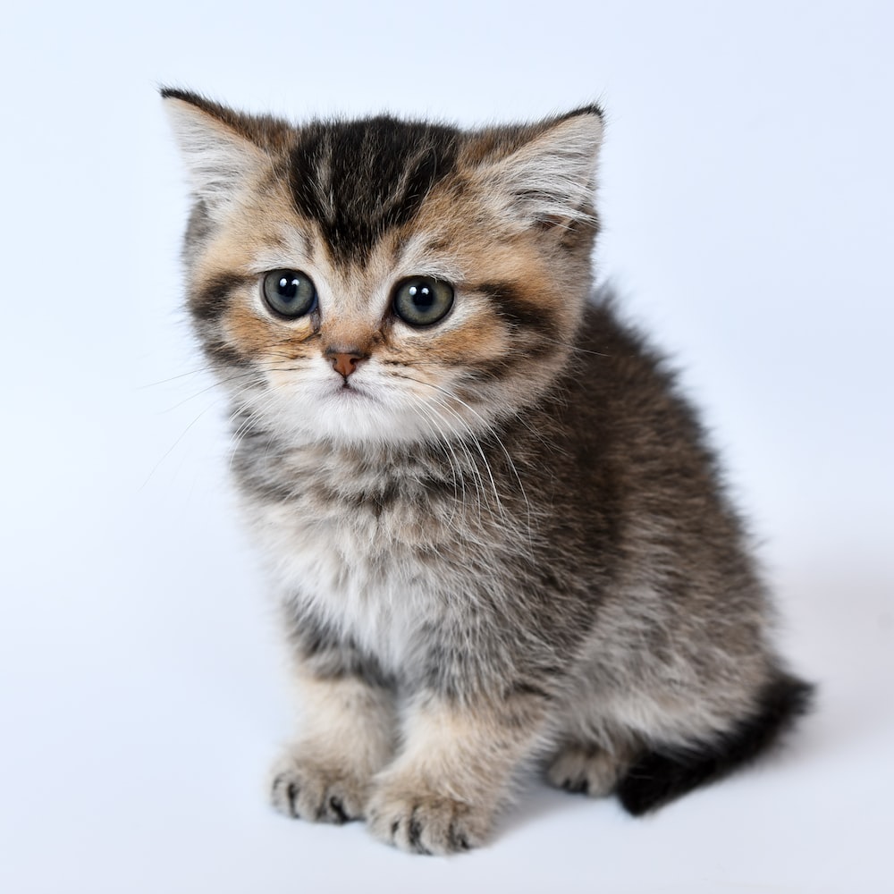 Kittens Wallpapers