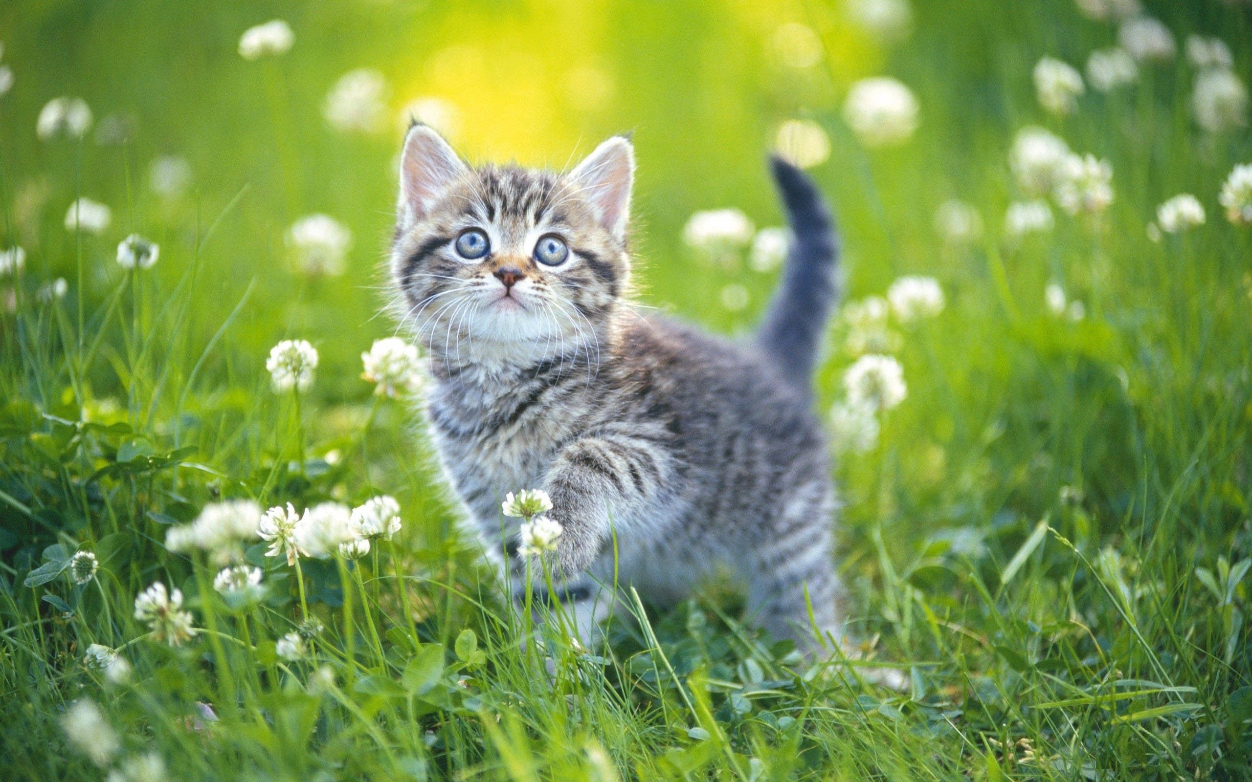 Kittens Wallpapers