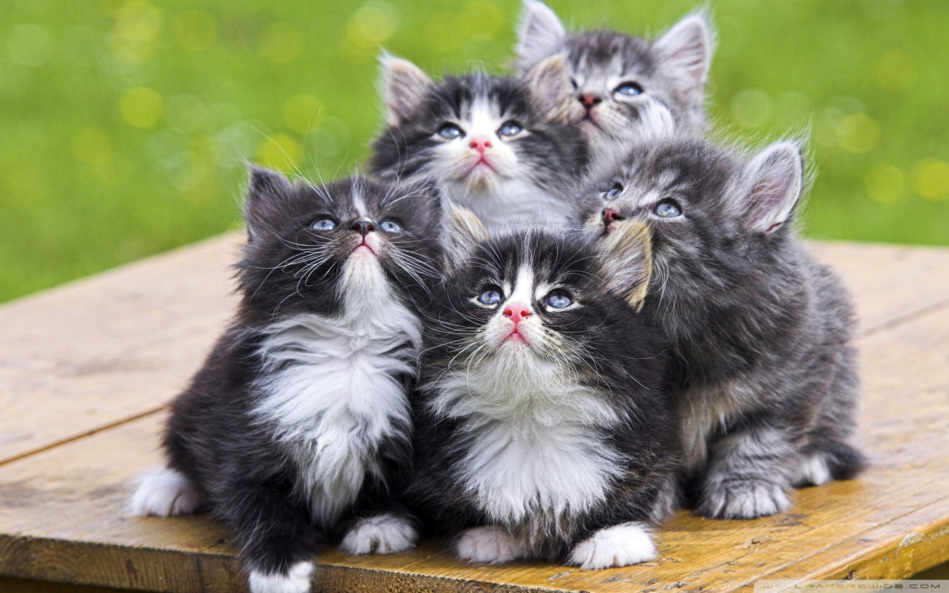 Kittens Wallpapers