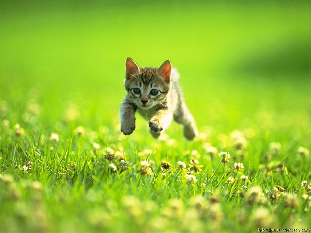 Kittens Wallpapers