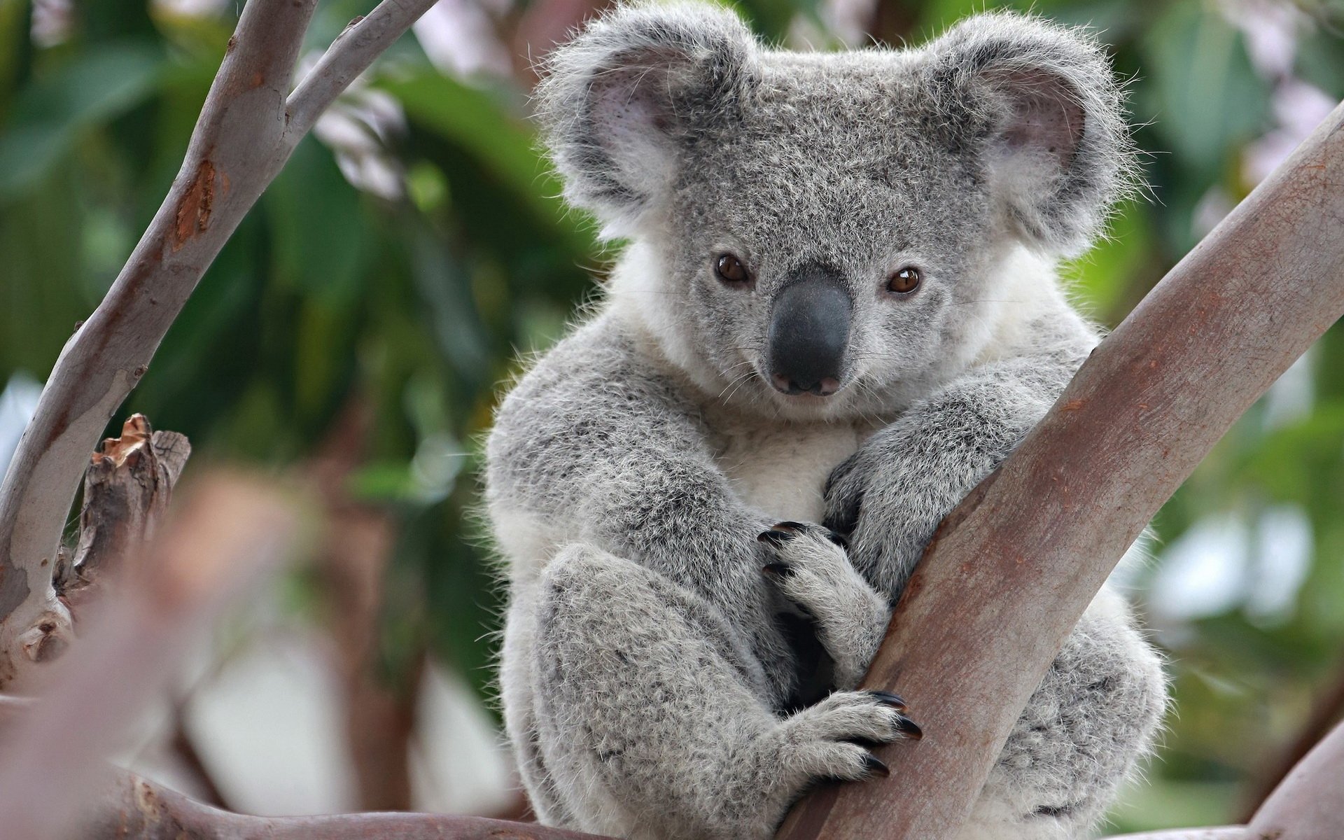 Koala Wallpapers