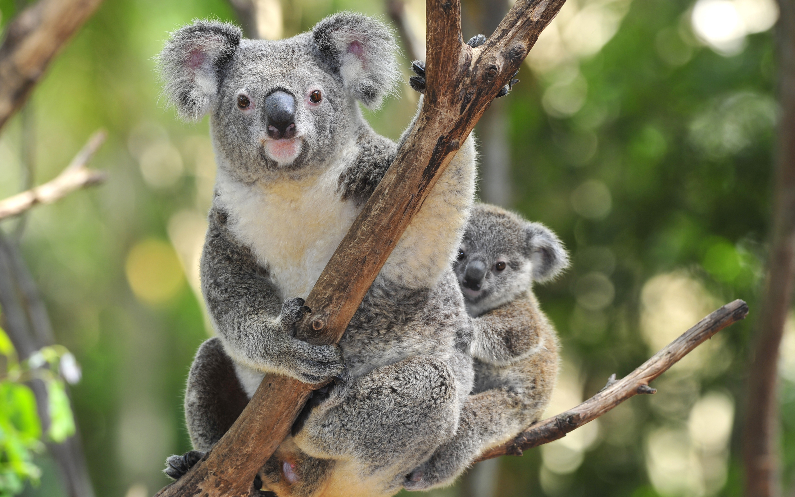 Koala Wallpapers