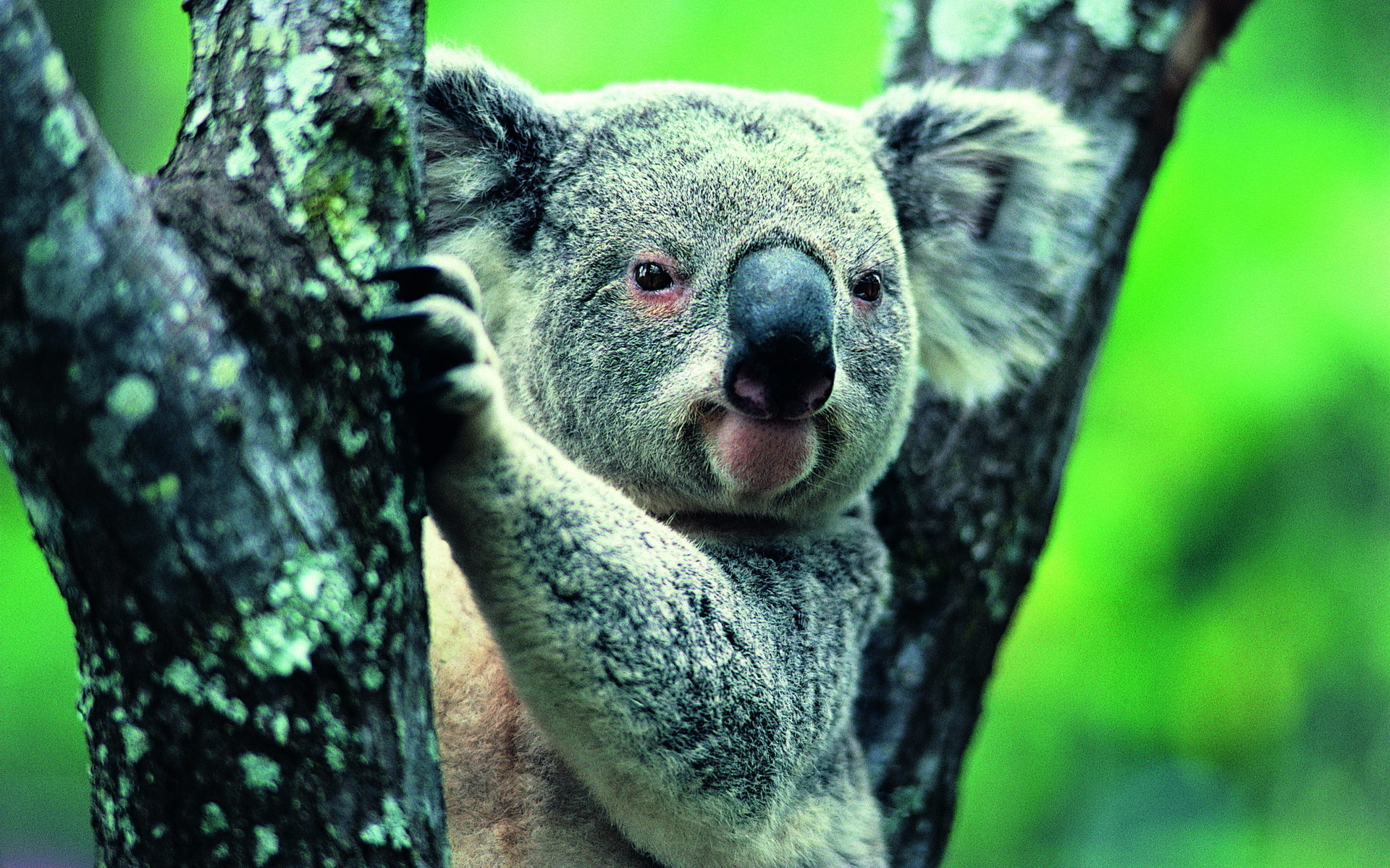 Koala Wallpapers