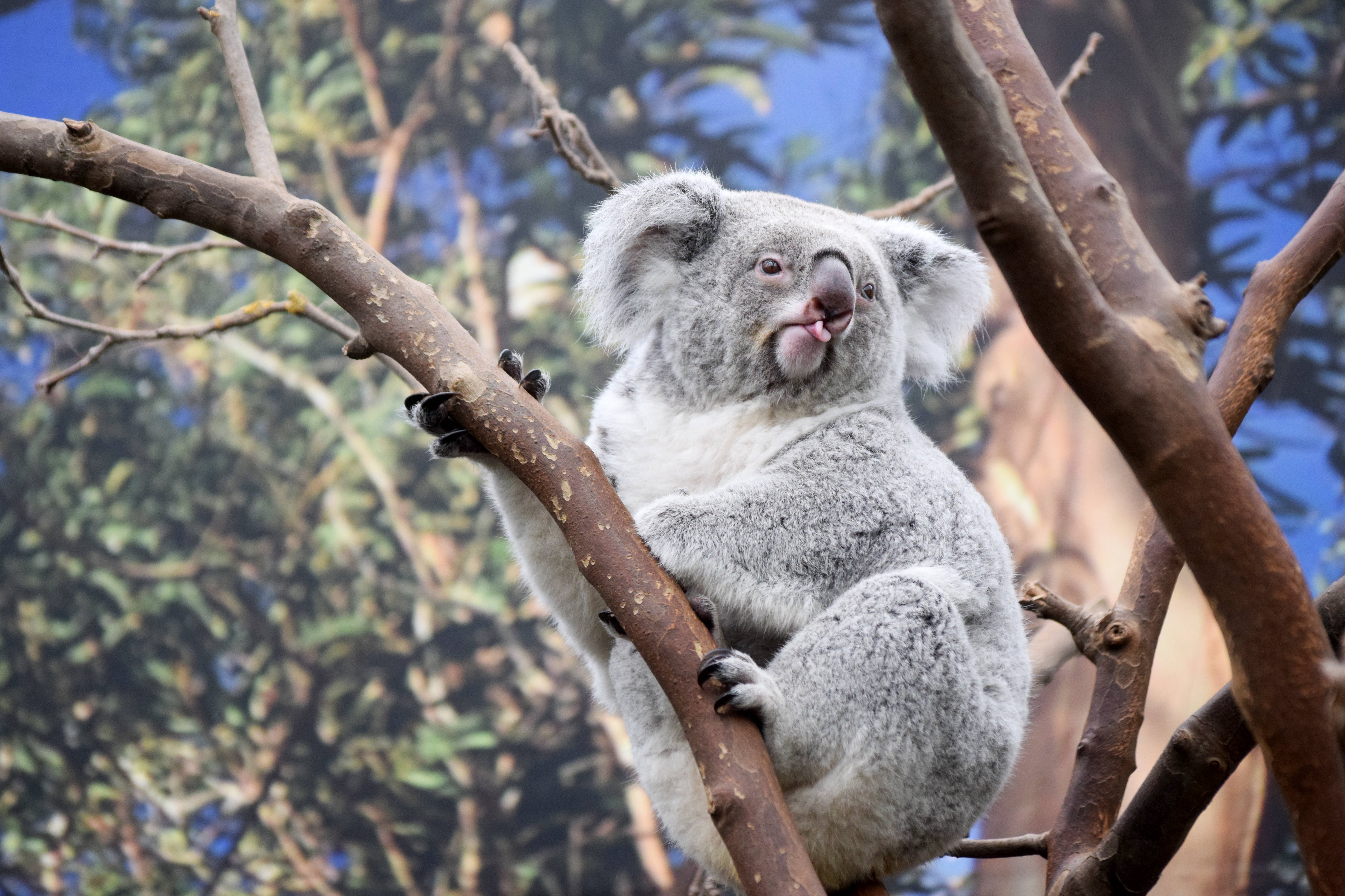 Koala Wallpapers