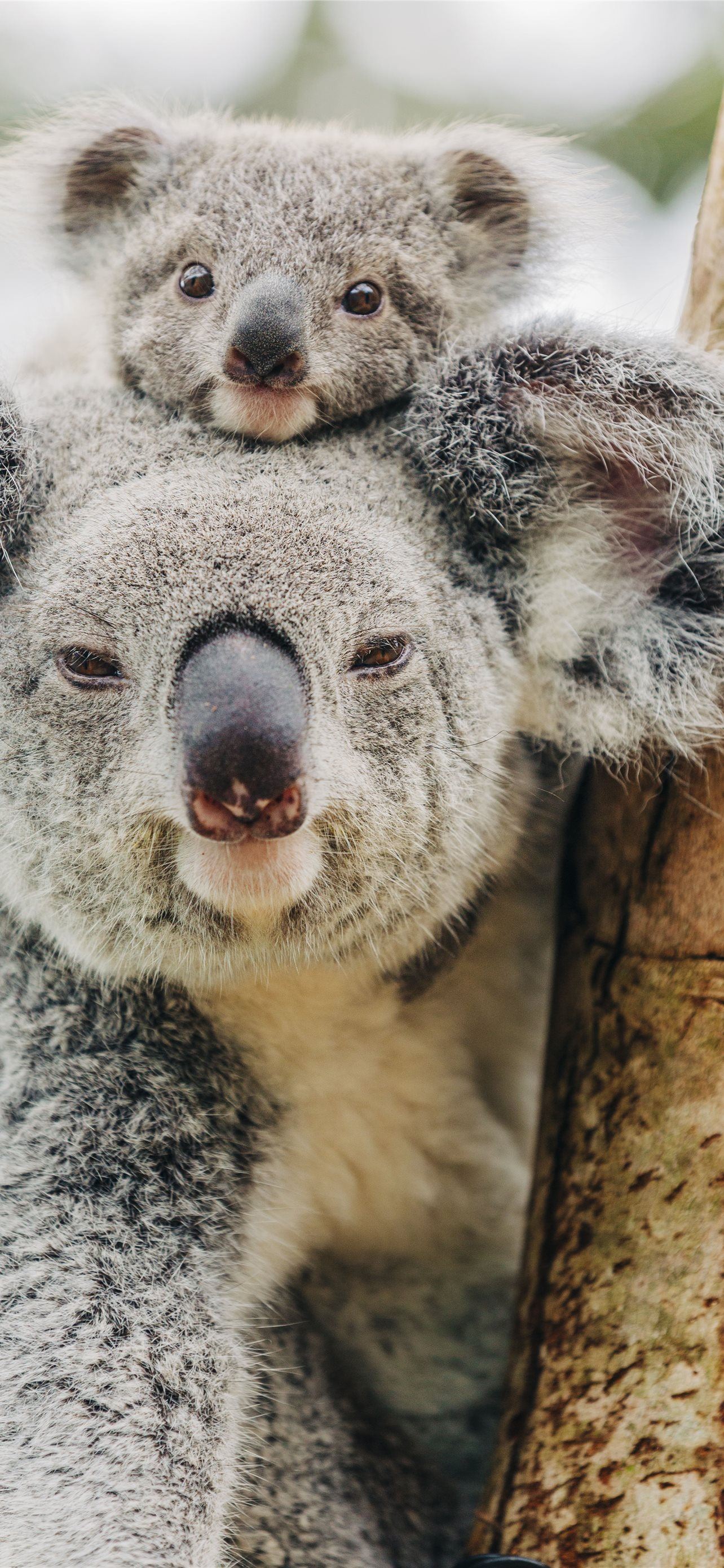 Koala Wallpapers